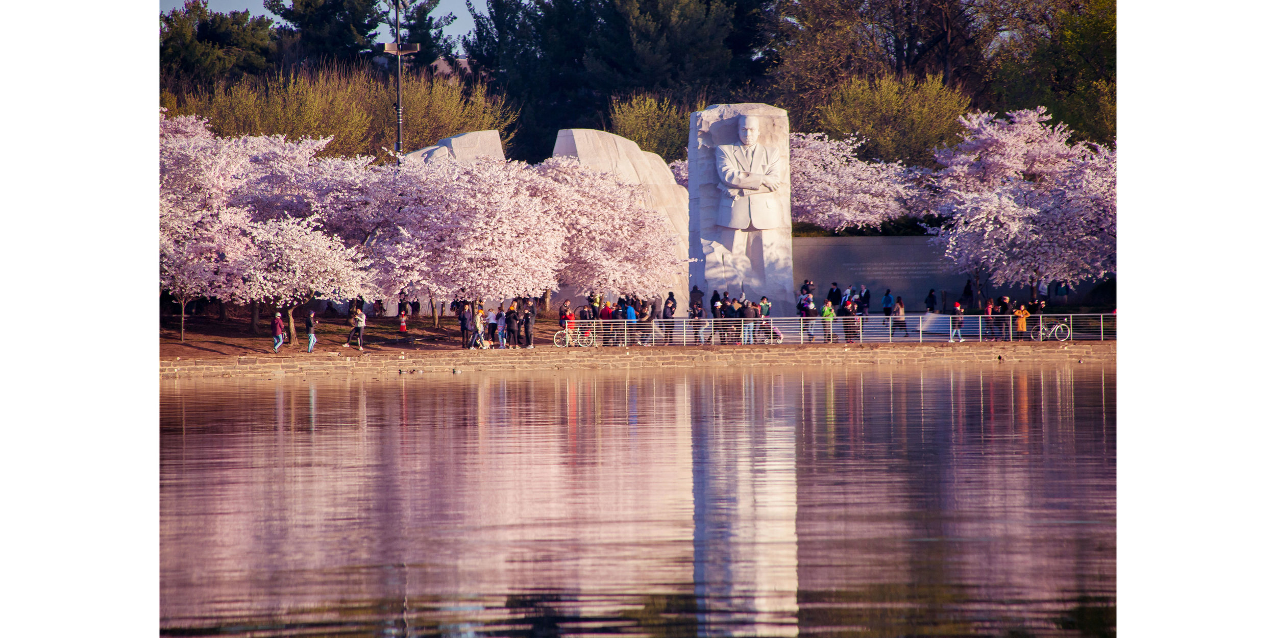 Cherry Blossoms DC 2019 - 003.jpg
