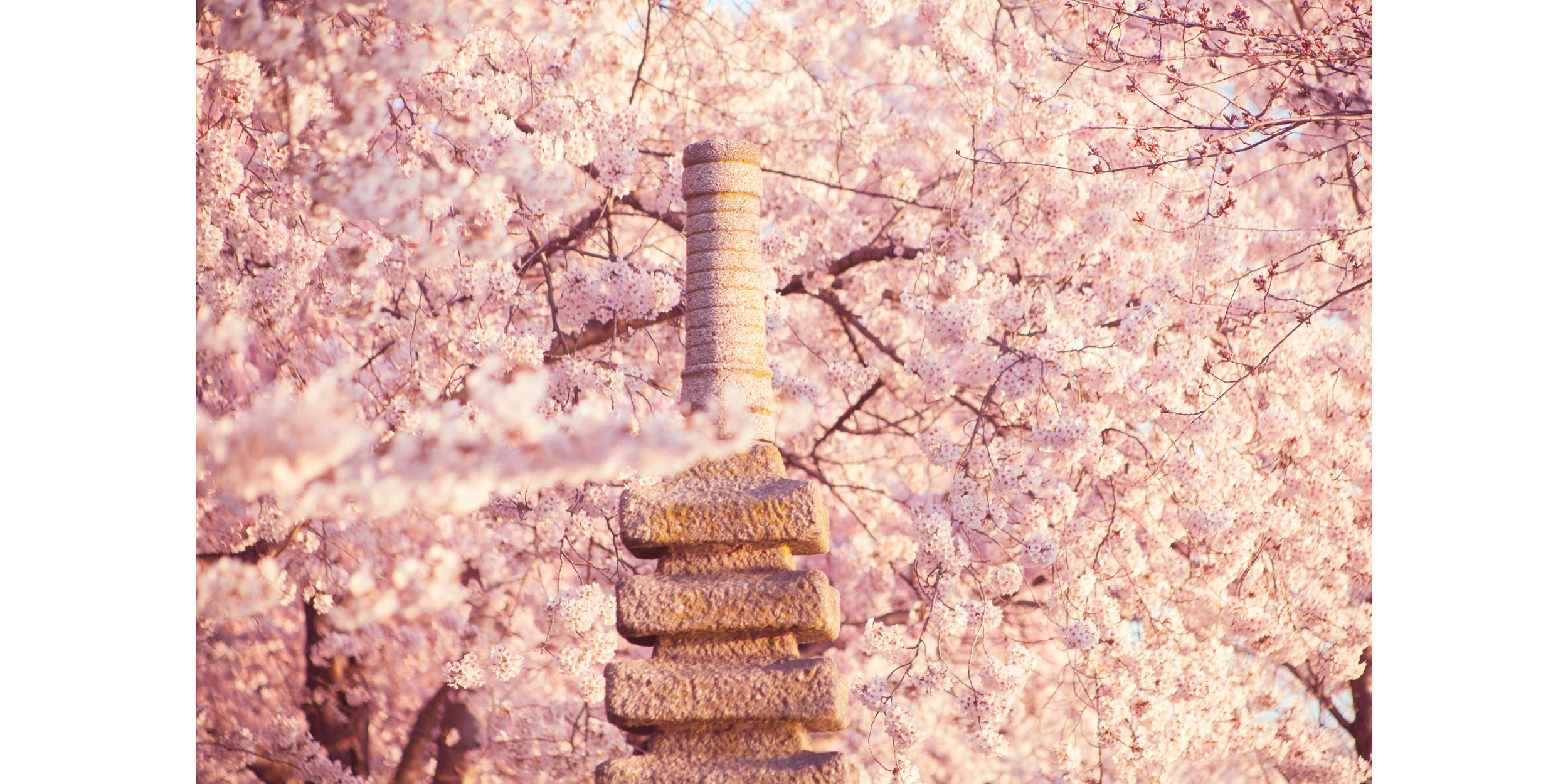 Cherry Blossoms DC 2019 - 006.jpg