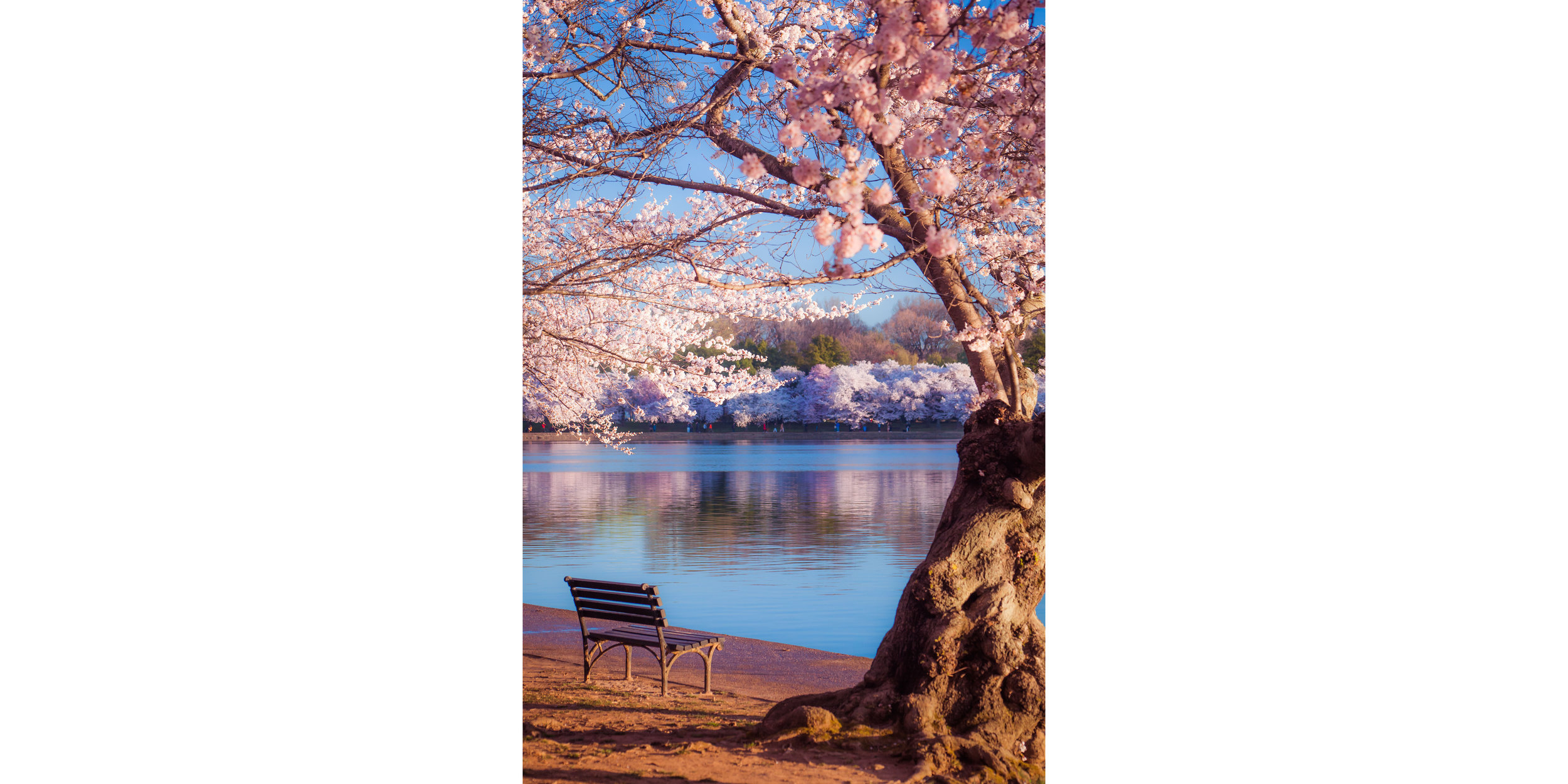 Cherry Blossoms DC 2019 - 005.jpg
