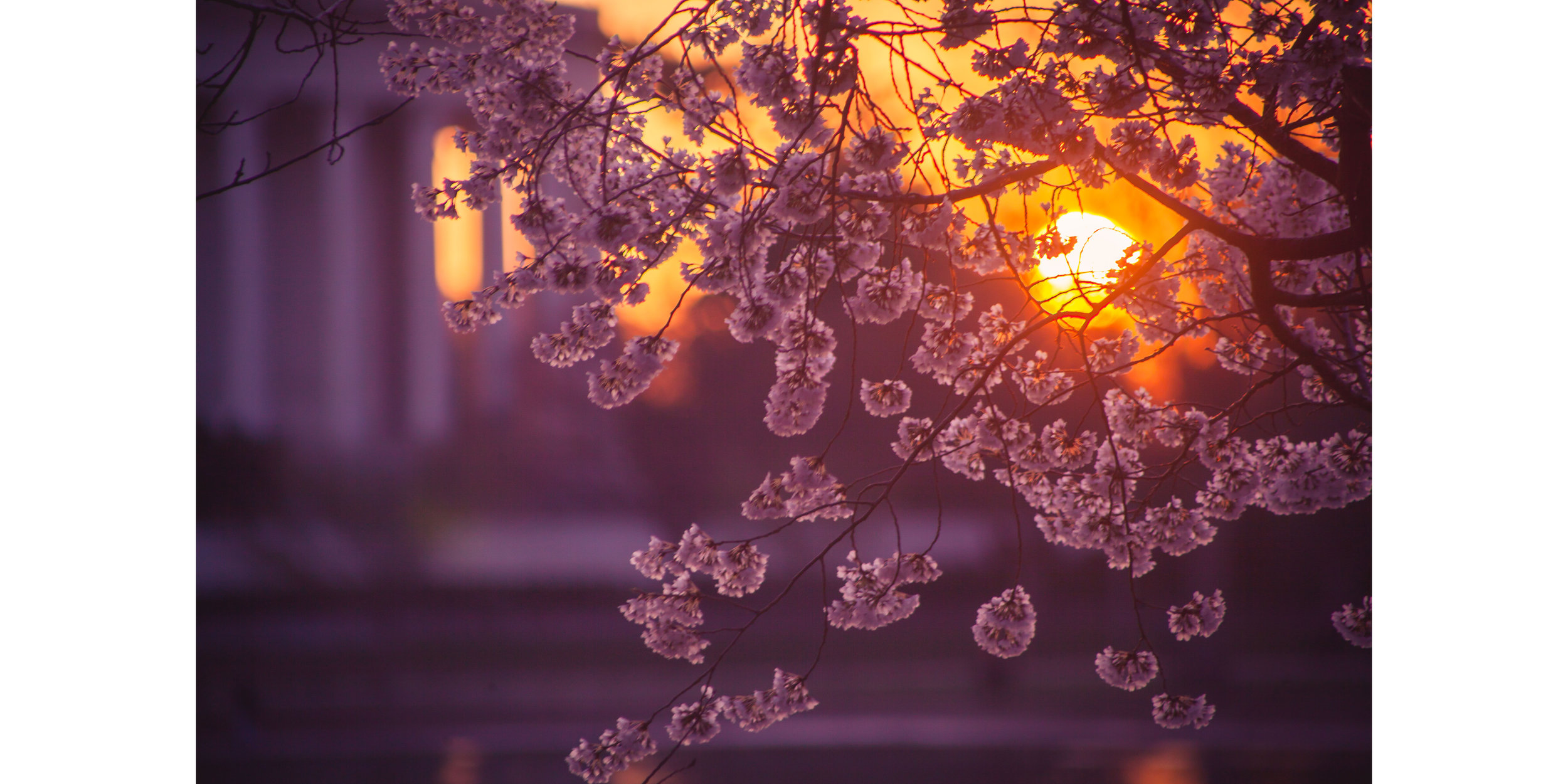 Cherry Blossoms DC 2019 - 007.jpg