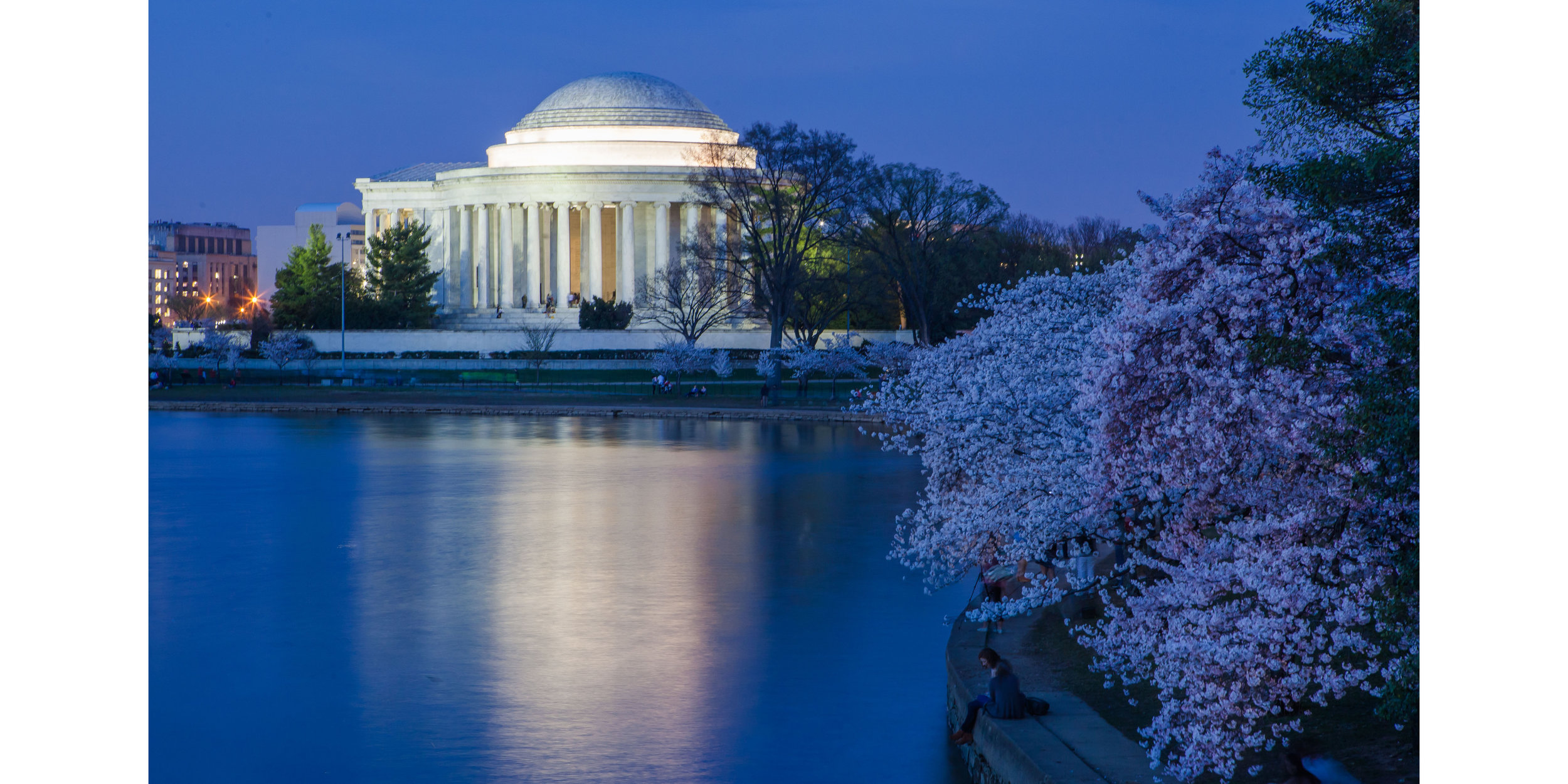 Jefferson Night Blossoms (1).jpg