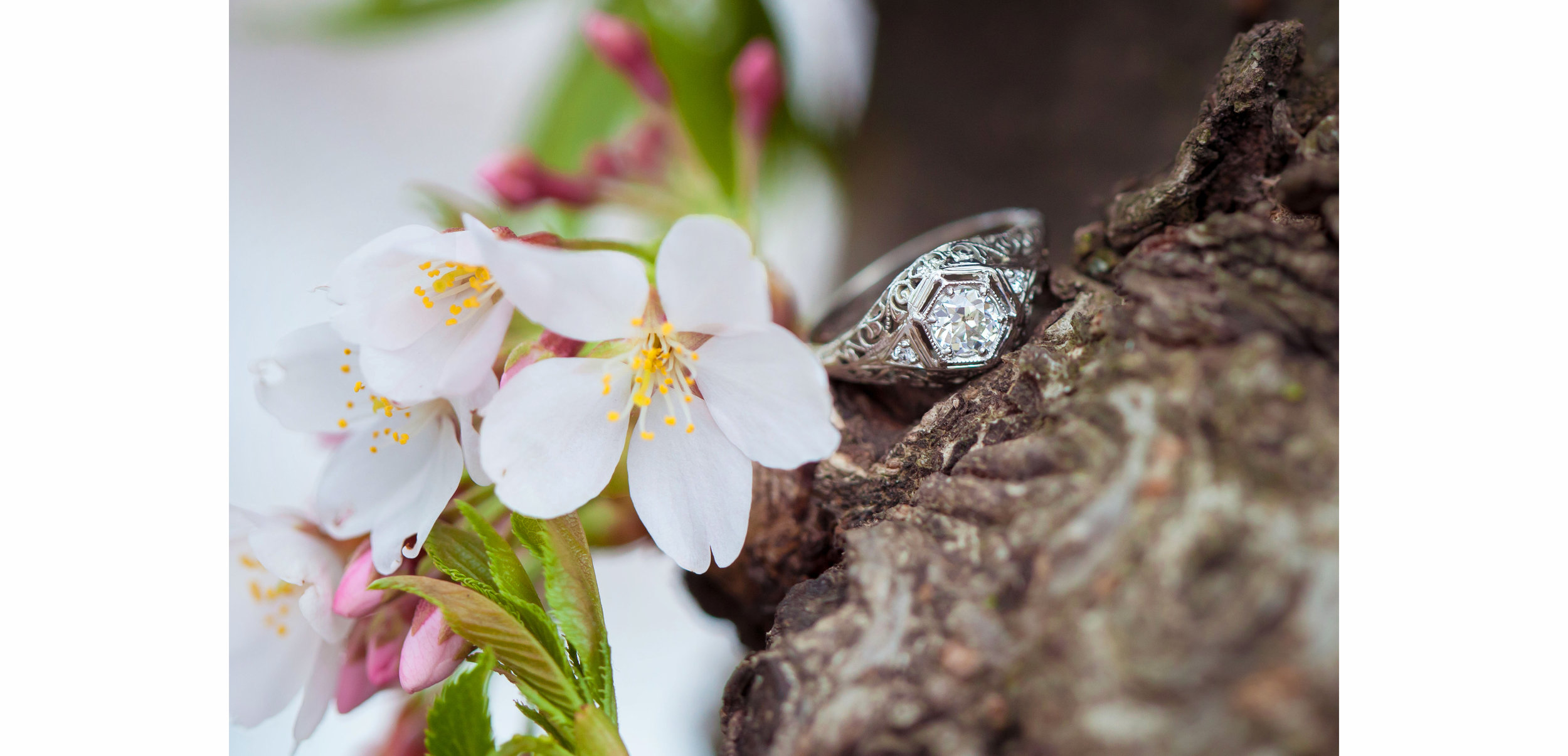 *Ryan & Rachel Cherry Blossom Proposal - 007.jpg