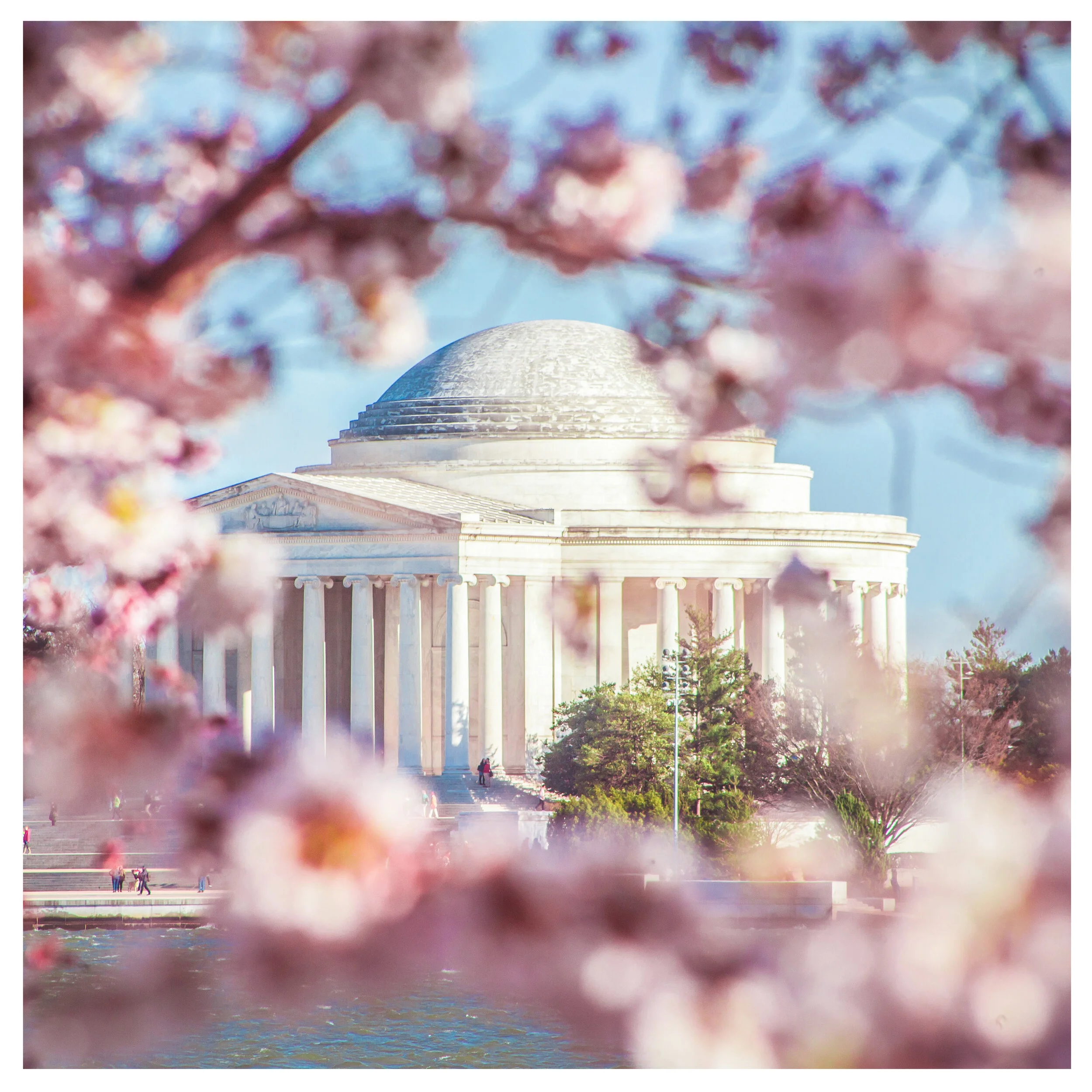 Jefferson Memorial at the National Cherry Blossom Festival