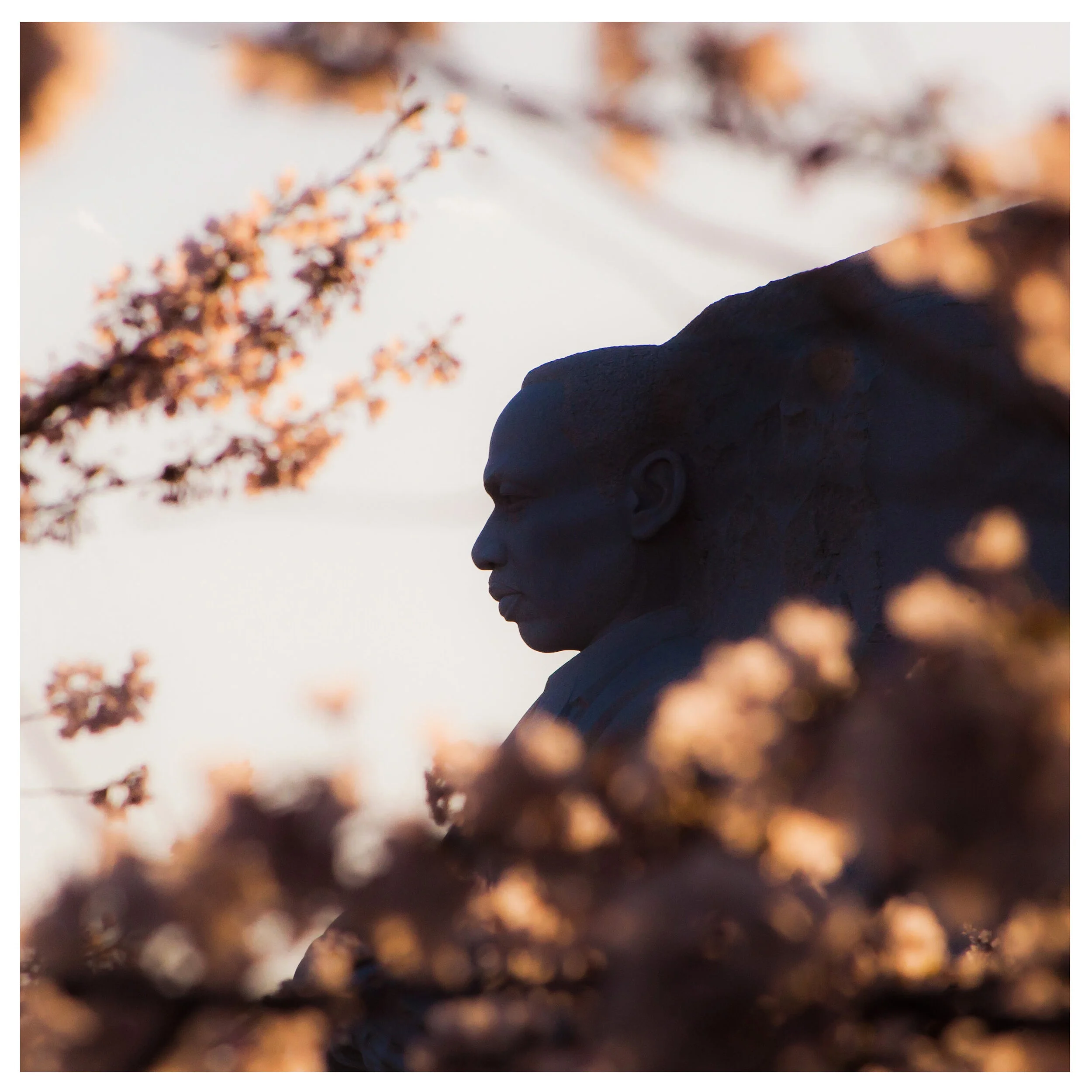 Martin Luther King Jr. Memorial with Cherry Blossoms