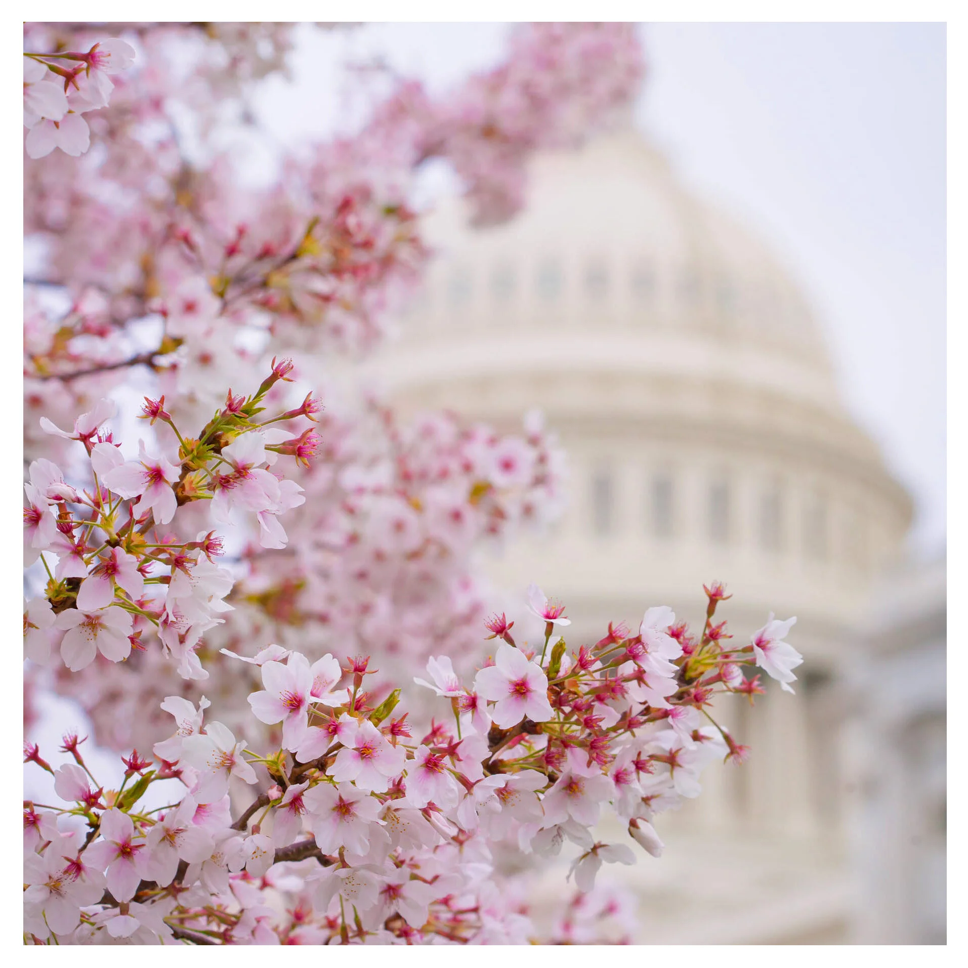 Cherry Blossoms by the Capitol Building