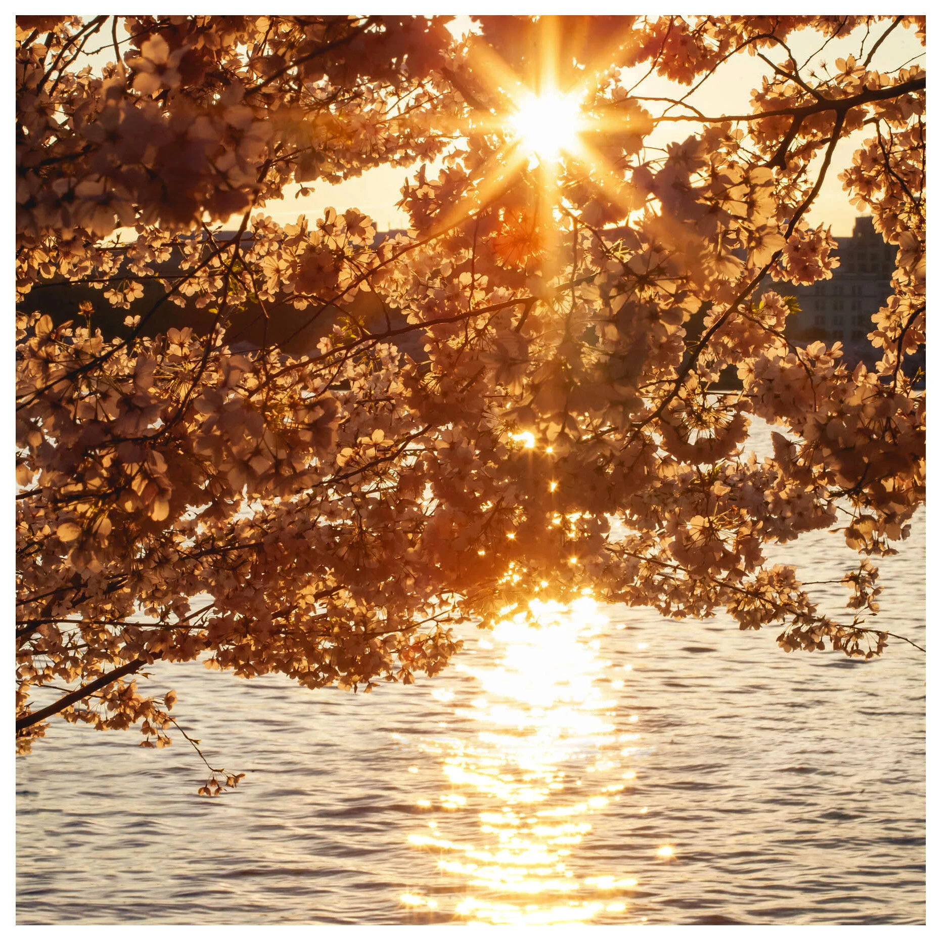 Golden Sunrise with Cherry Blossoms