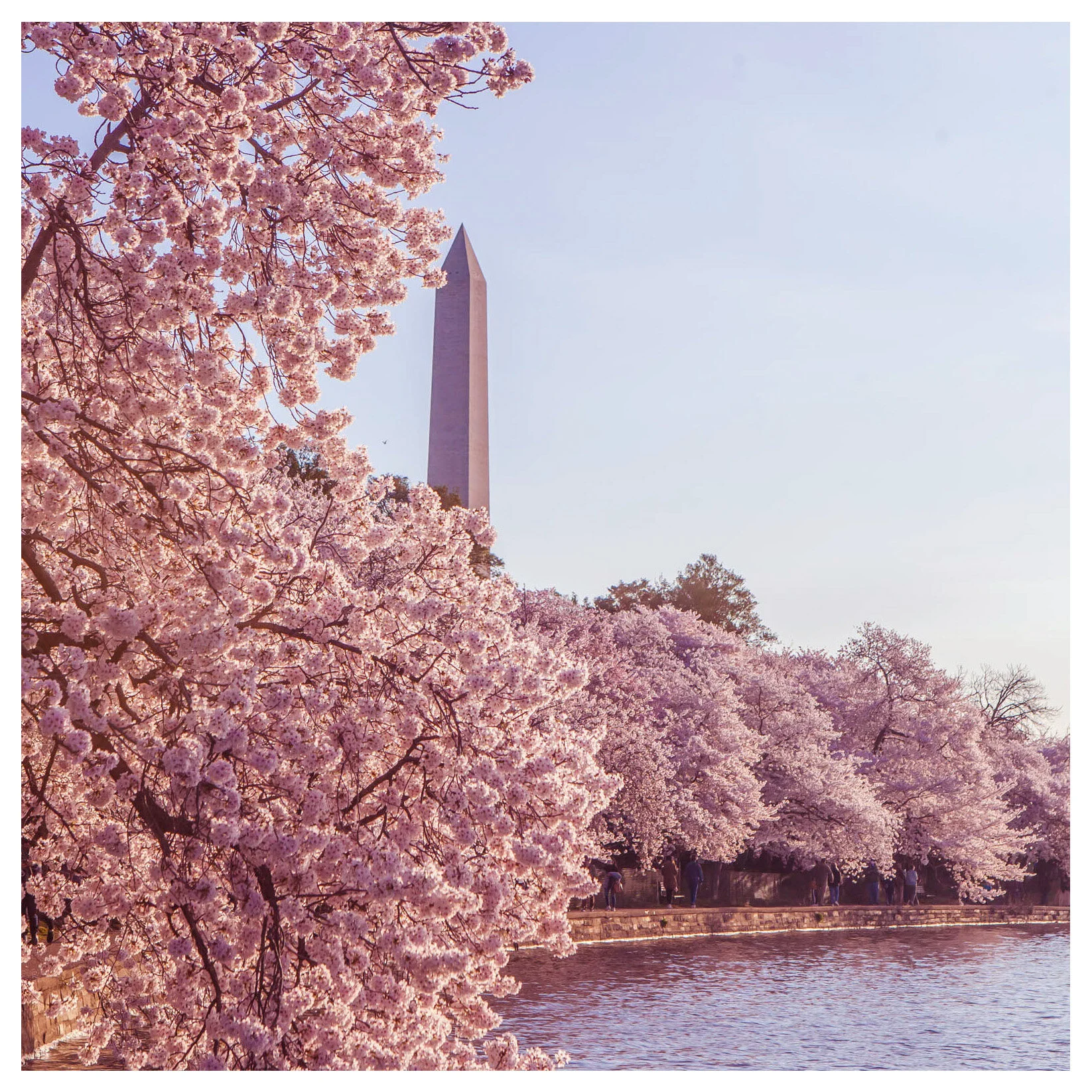 Cherry Blossoms with Washington Monument