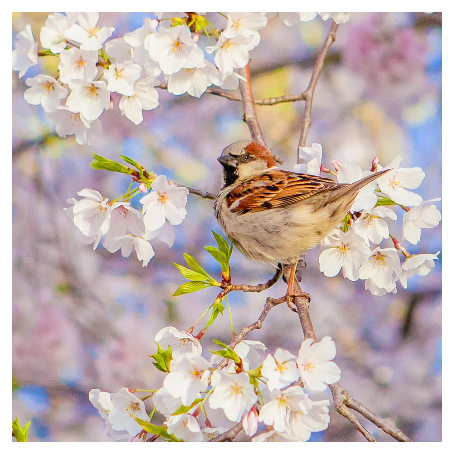Cherry Blossom Sparrow