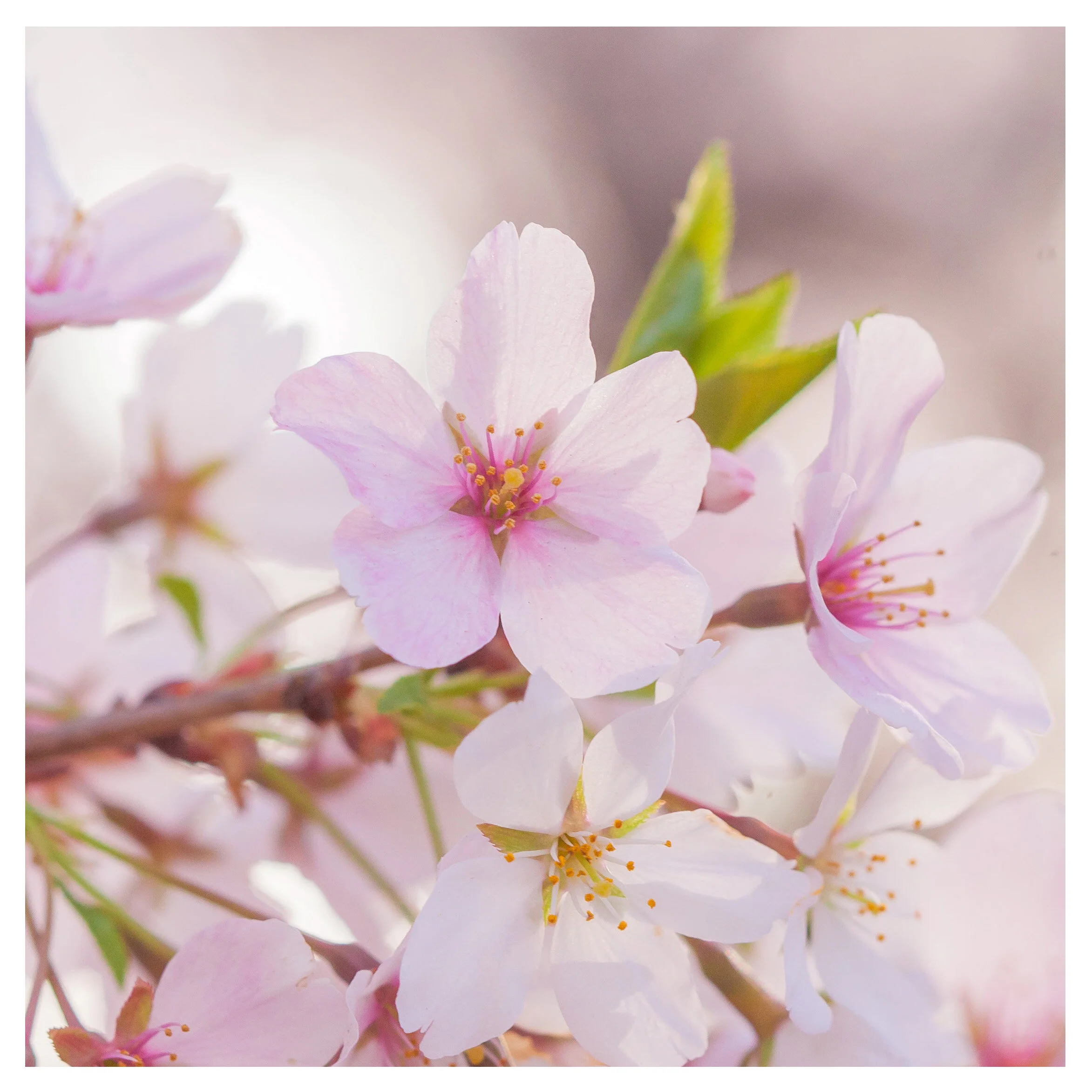 Cherry Blossom Details