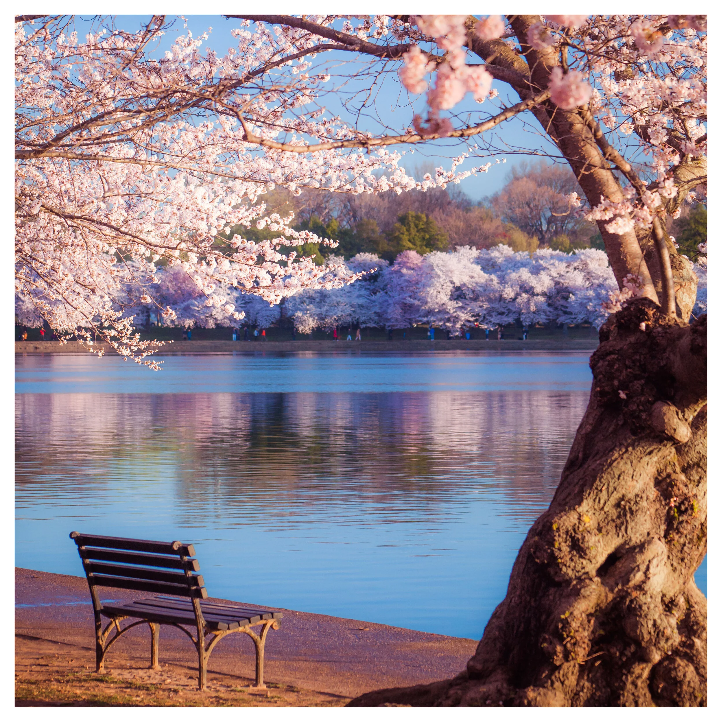 Quiet Cherry Blossom Sunrise