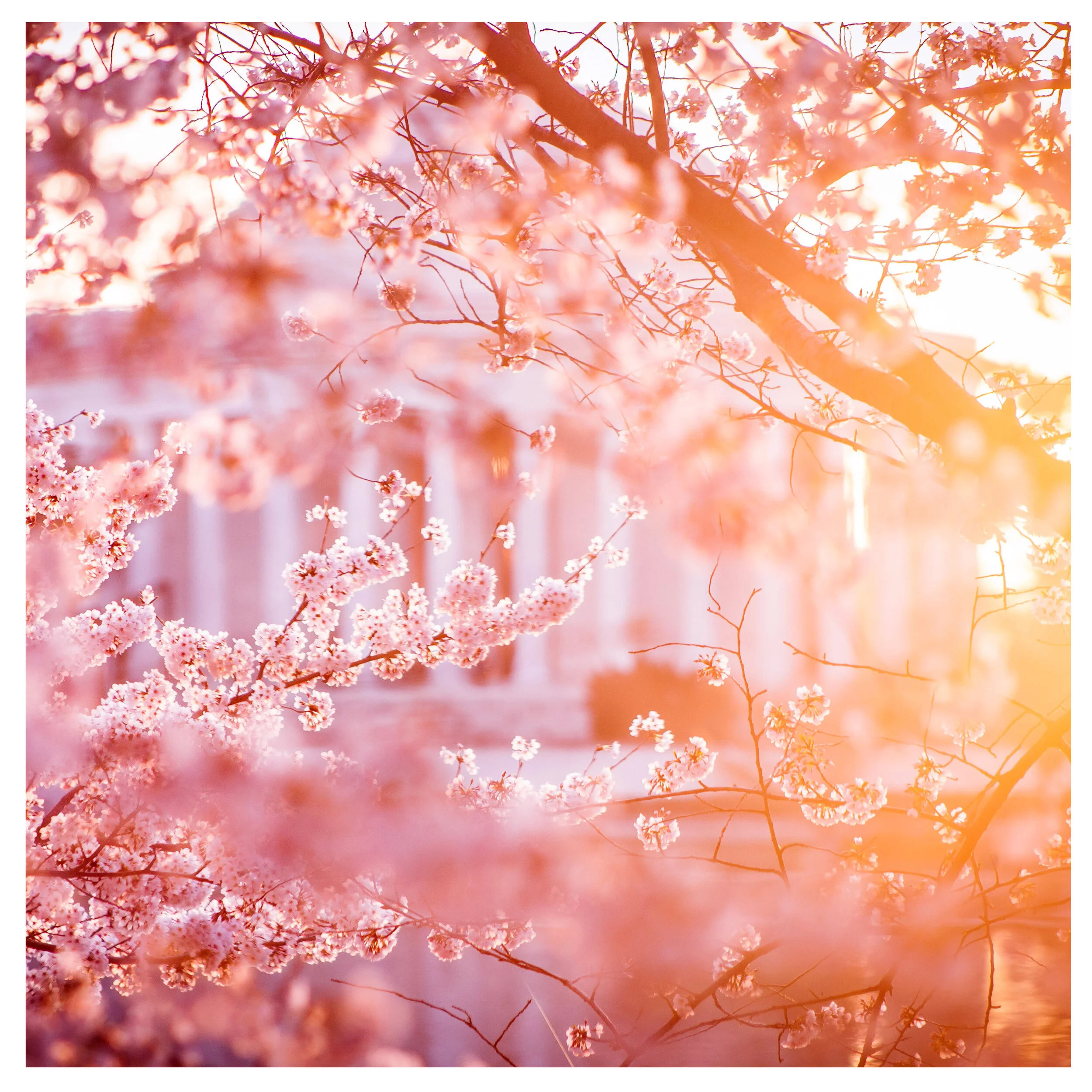 Cherry Blossom Sunrise