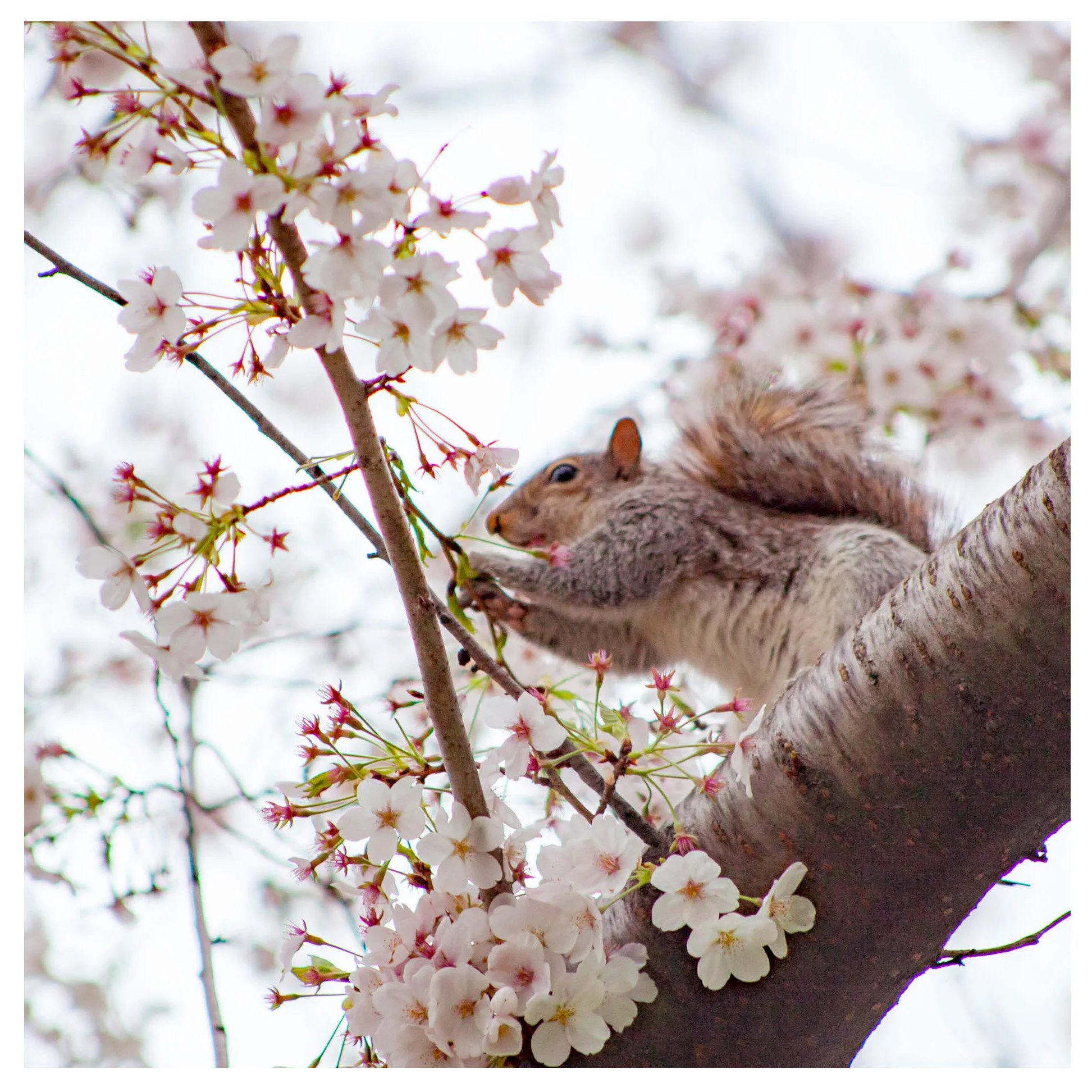 Please don't pick the cherry blossoms