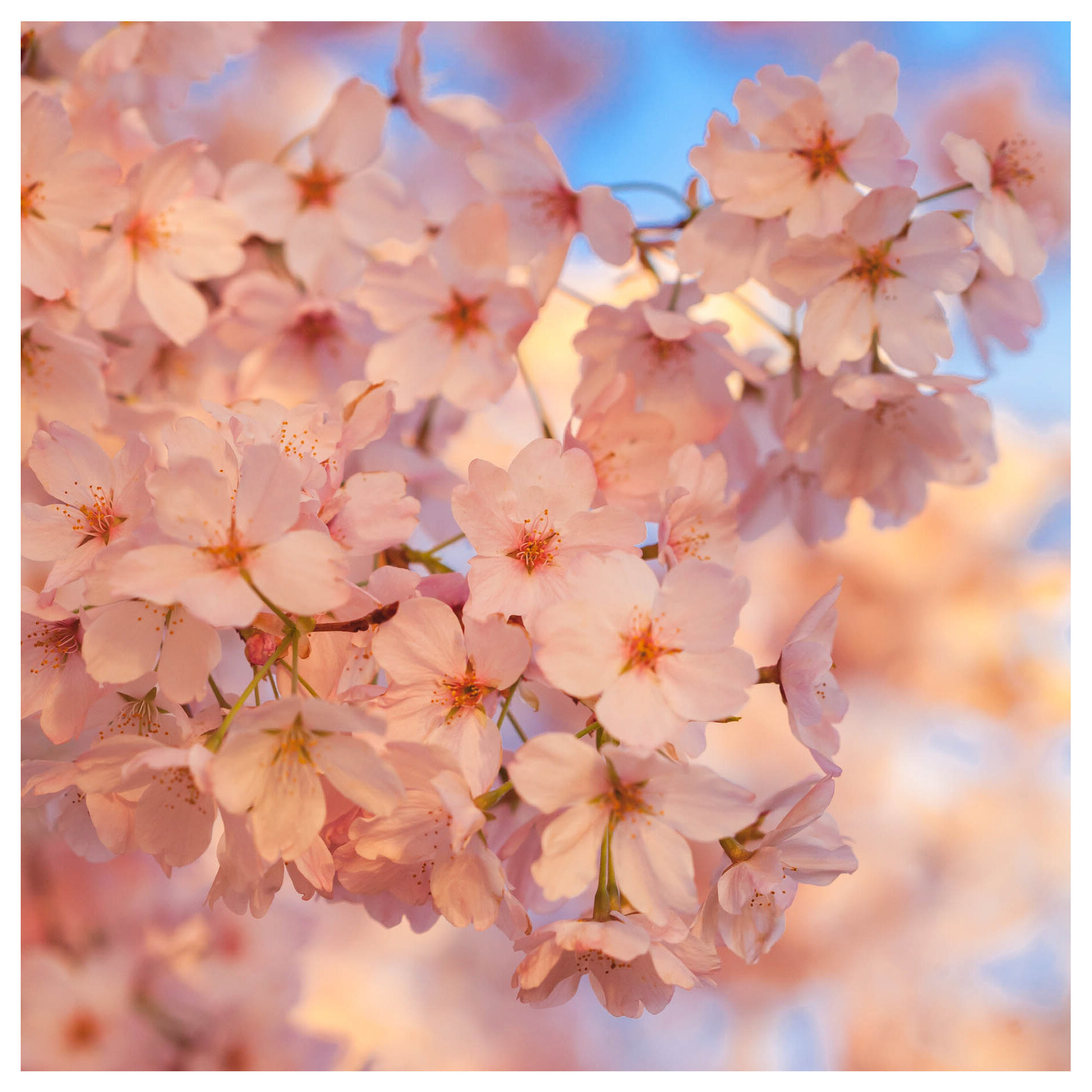 Page 58 | Cherry Blossom Landscape Images - Free Download on Freepik