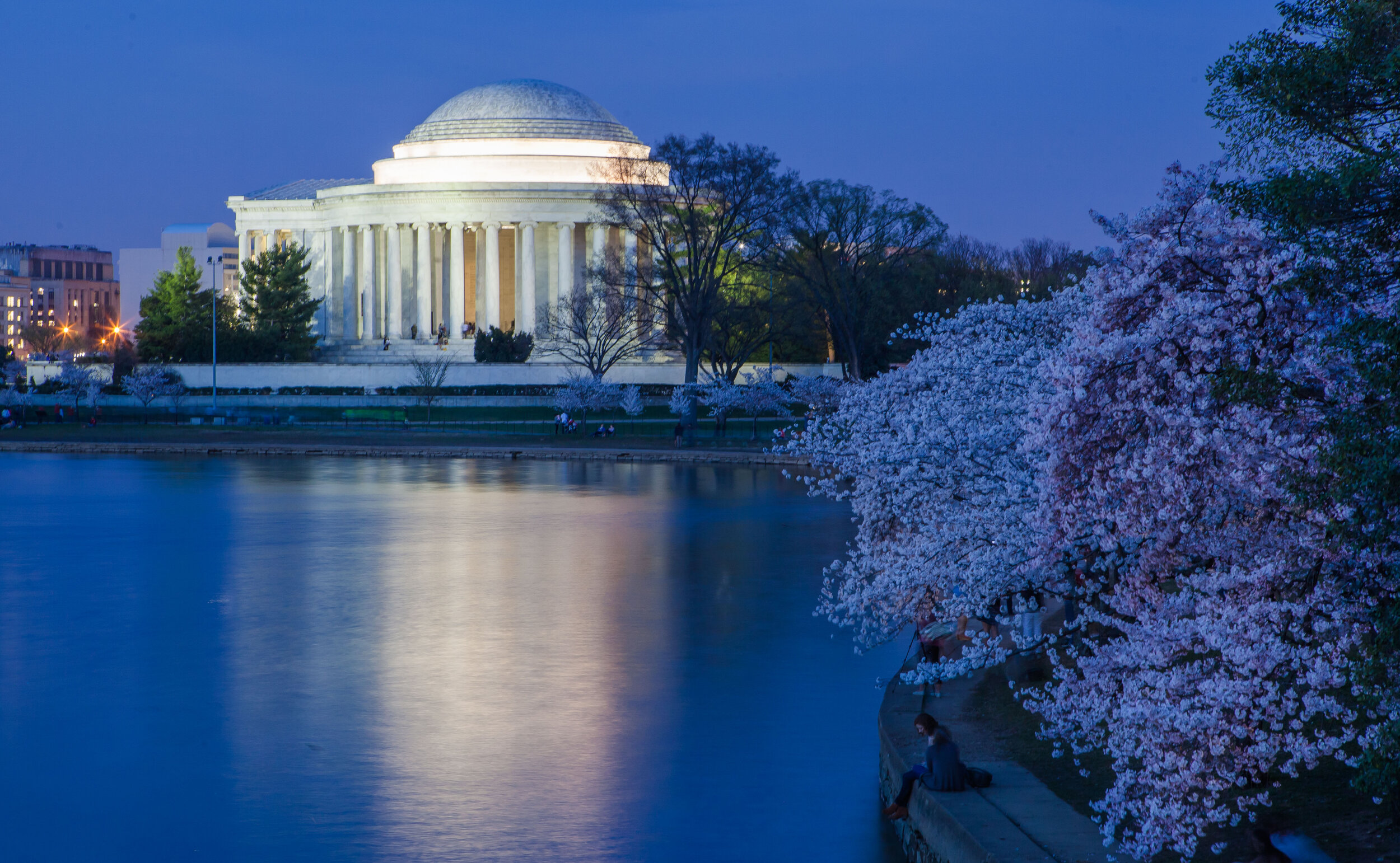 Jefferson Night Blossoms.jpg