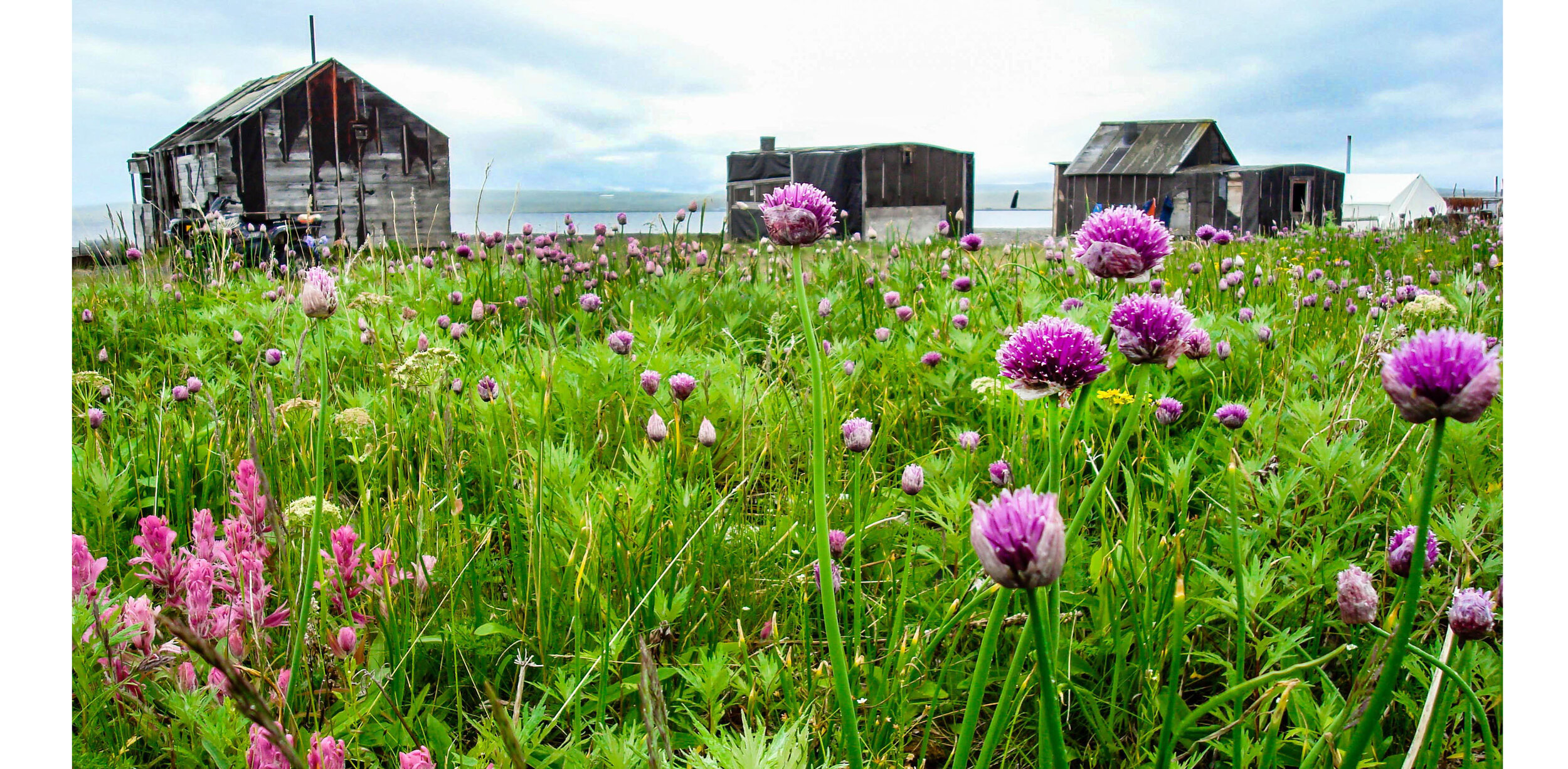 Wild Onions, an Eskimo Reindeer Camp on the Bering Sea