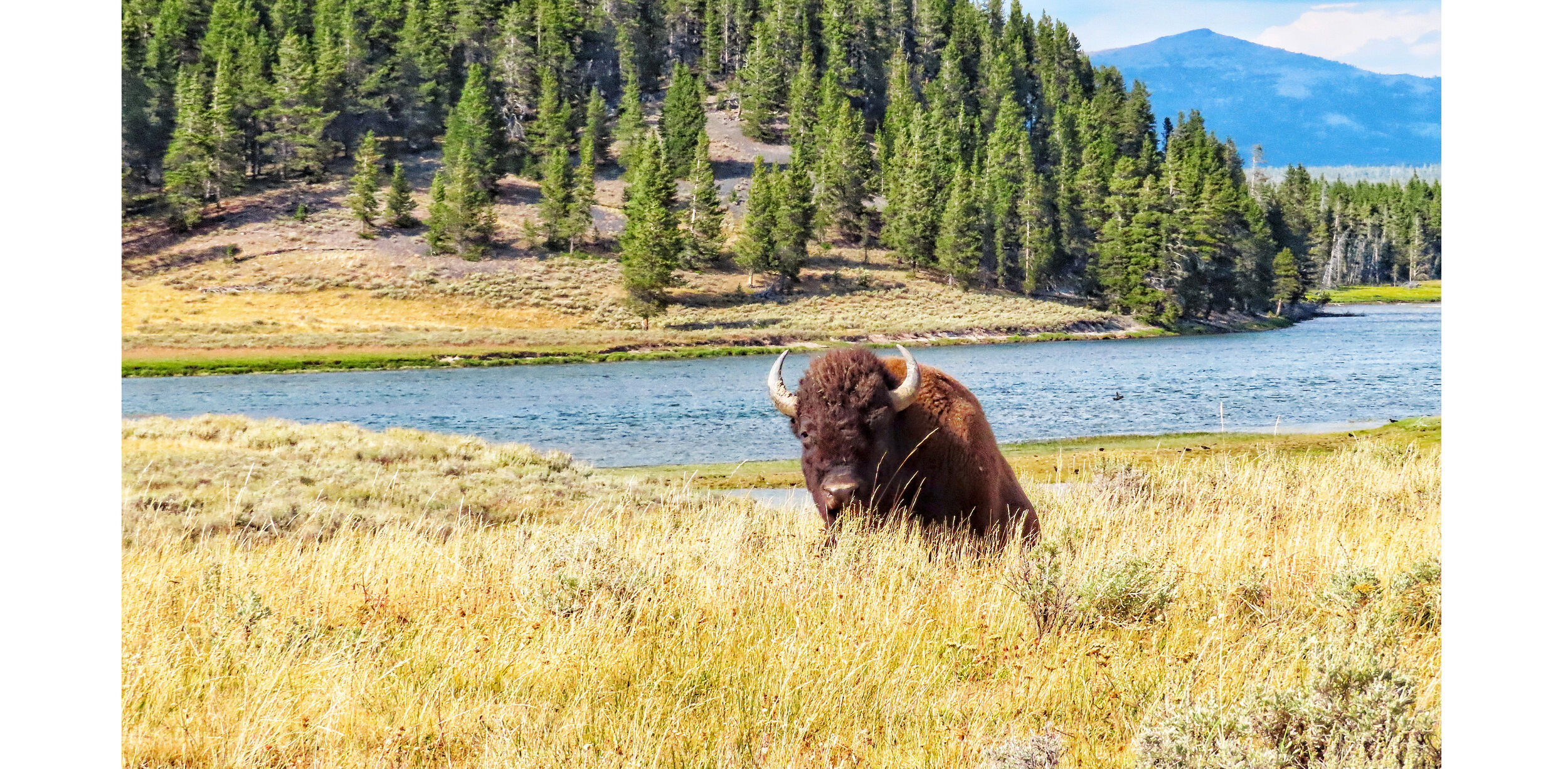 Montana wilderness