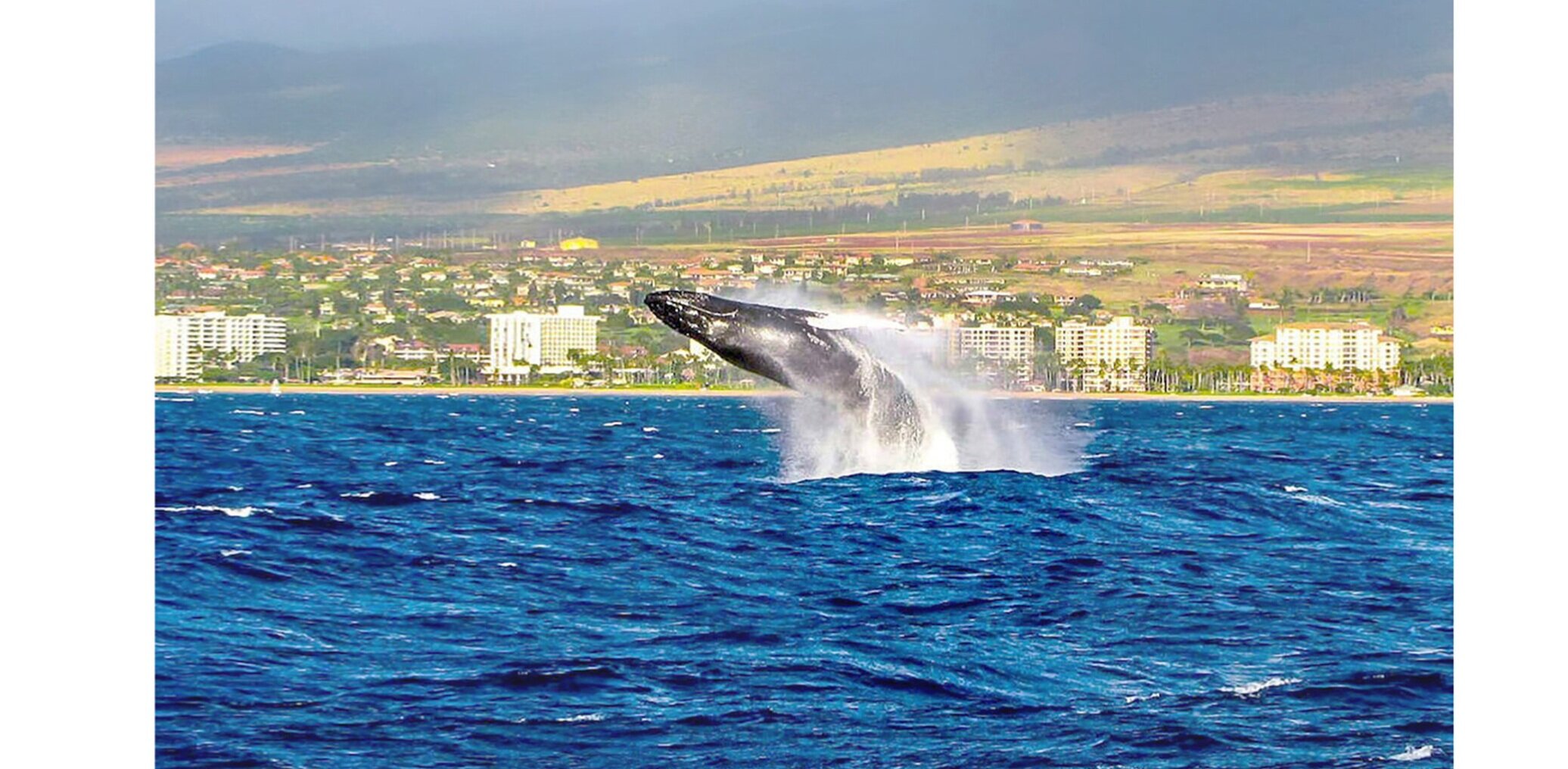 Chasing Whales off the Kaanapali Coast of Maui