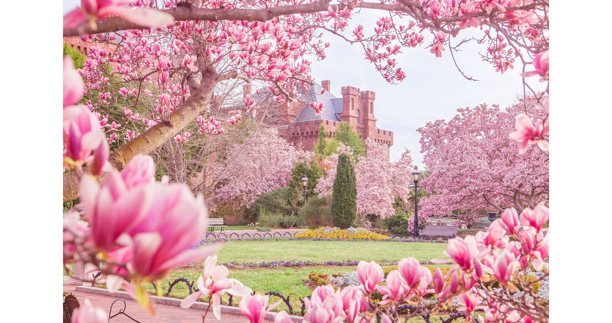 Cherry Blossoms - Magnolia Tree 2020 - 001.jpg