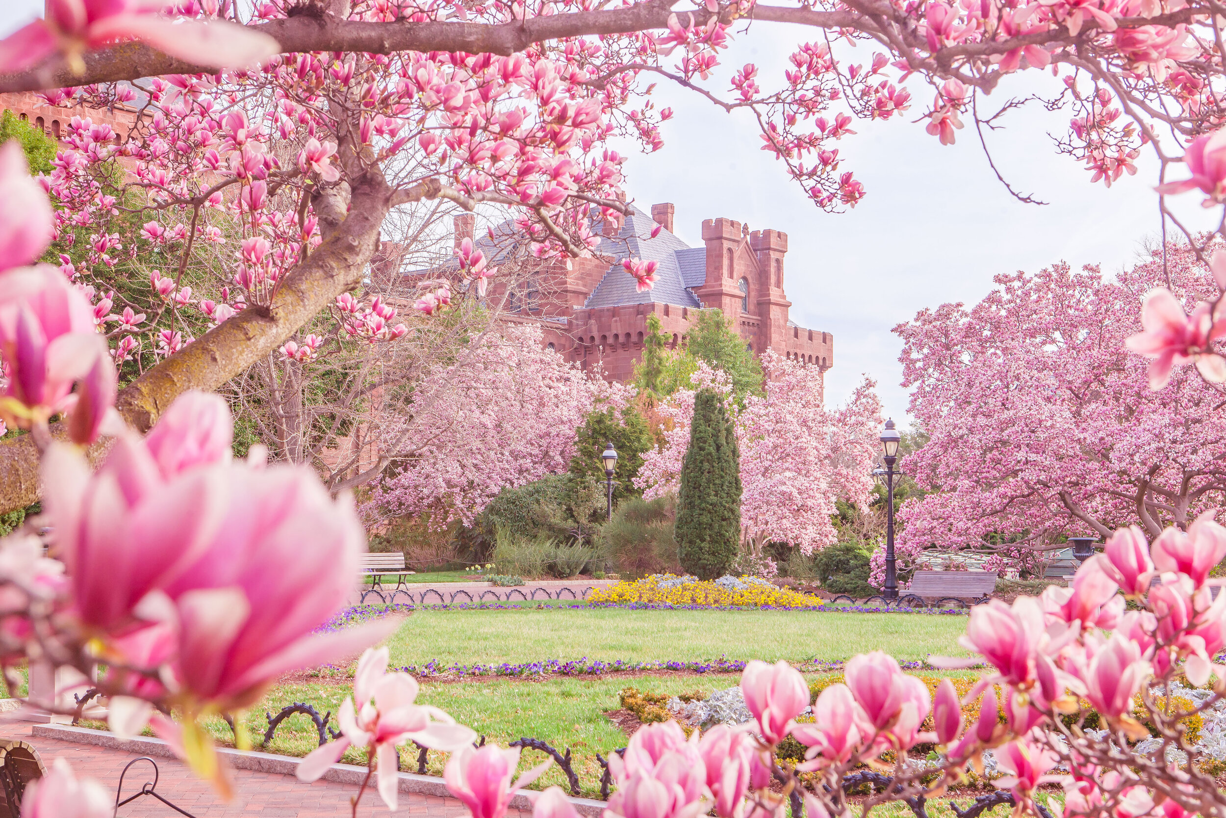 Magnolia trees in Washington DC