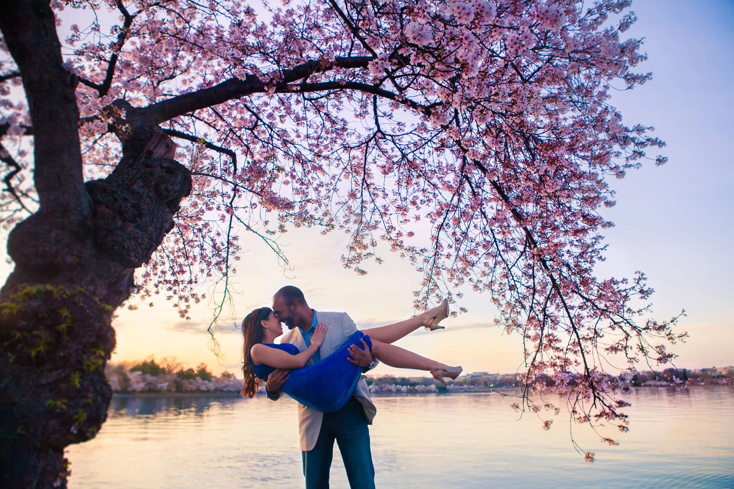 Cherry Blossom Central!