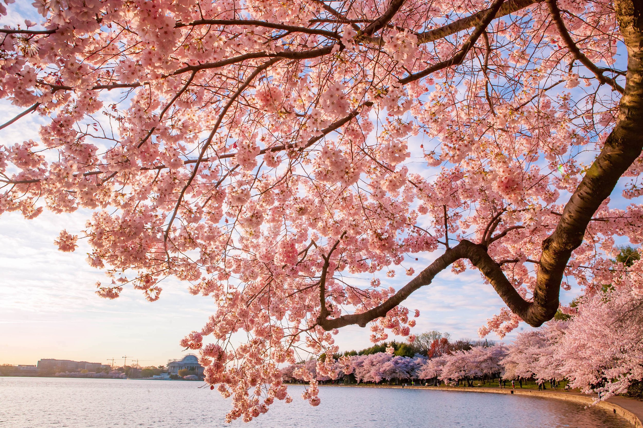 Capitals latest D.C. team to join Cherry Blossoms fun