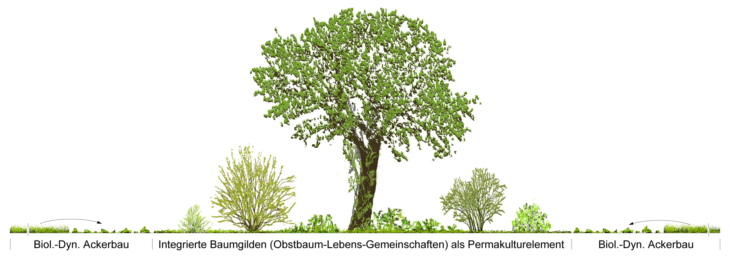 Zum Waldgarten gehören drei Vegetationsschichten: Bäume, Sträucher und Kräuter. Im Gegensatz zum natürlichen Wald werden diese Schichten gezielt durch Nutzpflanzen ersetzt. (Details) In «Baumgilden», den Einzelelementen von Waldgärten, leben die Bäume in Symbiose mit meist mehrjährigen Wild- und Kulturgemüse, Kräutern, Beerensträuchern und Wildgehölzen. Dabei finden sich Pflanzen mit verschiedenen Funktionen: In einer Baumgilde finden sich zudem Pflanzen mit verschiedenen Funktionen: 1. Nutzpflanzen, z.B. Obst, Nuss, Gemüse, Getreide, Holz, ... 2. Förderpflanzen, die den Luftstickstoff binden und für andere Pflanzen verfügbar machen z.B. Leguminosen oder Mineralsalze aus tiefen Schichten nach oben fördern, z.B. Beinwell. Diese leben in Symbiose mit Knöllchenbakterien (Rhizobien), die den Luftstickstoff binden und somit den Boden auf natürliche Weise düngen. Darunter befinden sich einige "Pionierpflanzen". Bekannte Vertreter sind Pflanzen aus der Familie der Hülsenfrüchte (Leguminosen), z.B. Lupinen, Bohnen, Erbsen, Linsen und Robinien. Einige Förderpflanzen werden zur Gründüngung eingesetzt. In der Permakultur sind Förderpflanzen elementarer Bestandteil verschiedener Mischpflanzungen. 3. Ablenkungspflanzen, die Schädlinge von Nutz- und Förderpflanzen fernhalten, in dem sie diese auf sich selbst locken oder auf Distanz halten, z.B. Topinambur Allgemein soll in der Permakultur ein Element möglichst viele Funktionen besitzen, als auch eine Funktion in möglichst vielen Elementen vorhanden sein. Eine Pflanze kann daher auch innerhalb einer Baumgilde mehrere Funtionen besitzen, die sich im Laufe der Vegetationsperiode auch verändern. Dadurch entsteht eine grosse, stabile und produktive Pfanzenvielfalt.