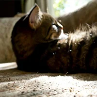 Cat Nappin'