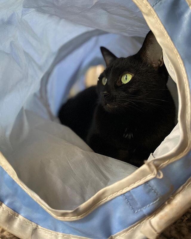 The crinkle tunnel has quickly become the best nap spot