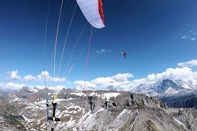 Ein seltener Fluggef&auml;rte, der G&auml;nsegeier.
.
.
.
@advancegliders .
.
.
#betweensummitandsky #advancedadventures #omegaxalps3 #paragliding #alps #flyhigh #parapente #vollibre #g&auml;nsegeier #geier #berneroberland #grindelwald