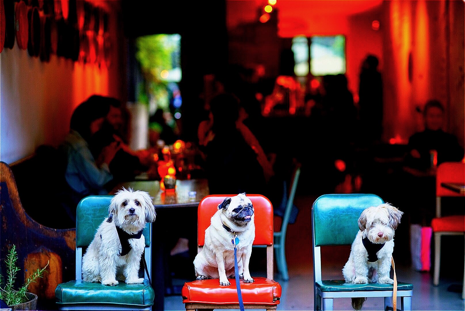 dogs in front of bar