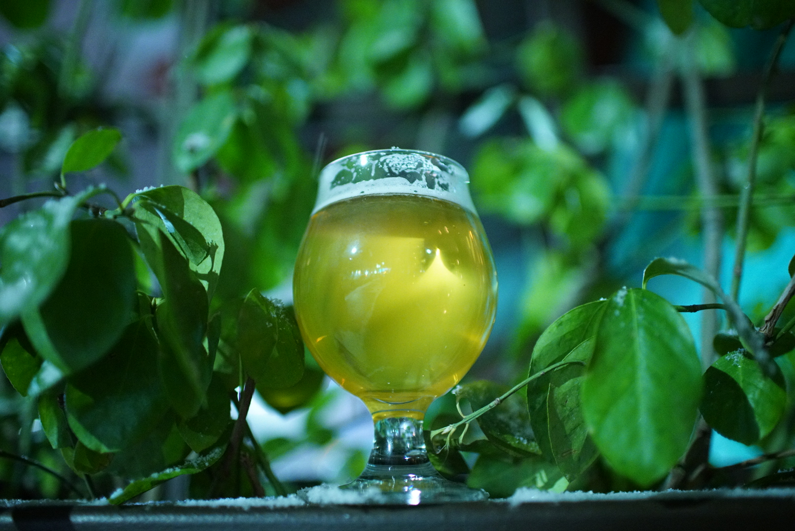 beer within hop vines