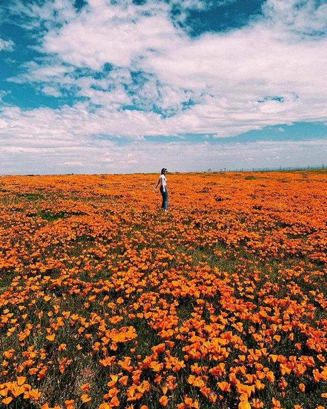 little poppy&rsquo;s everywhere. thankful for hidden gems during this madness. 🧡