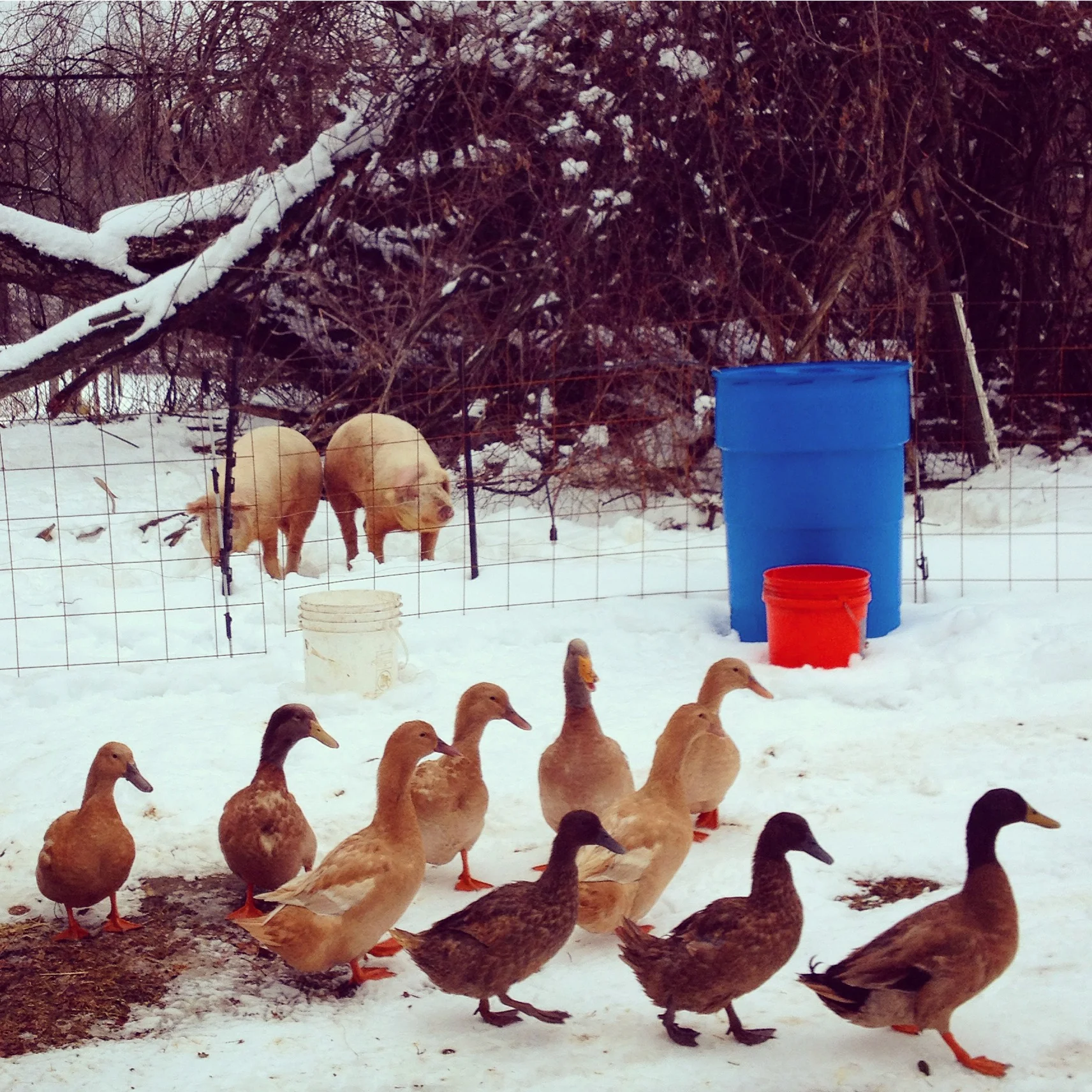 the ducks like to visit the pigs!