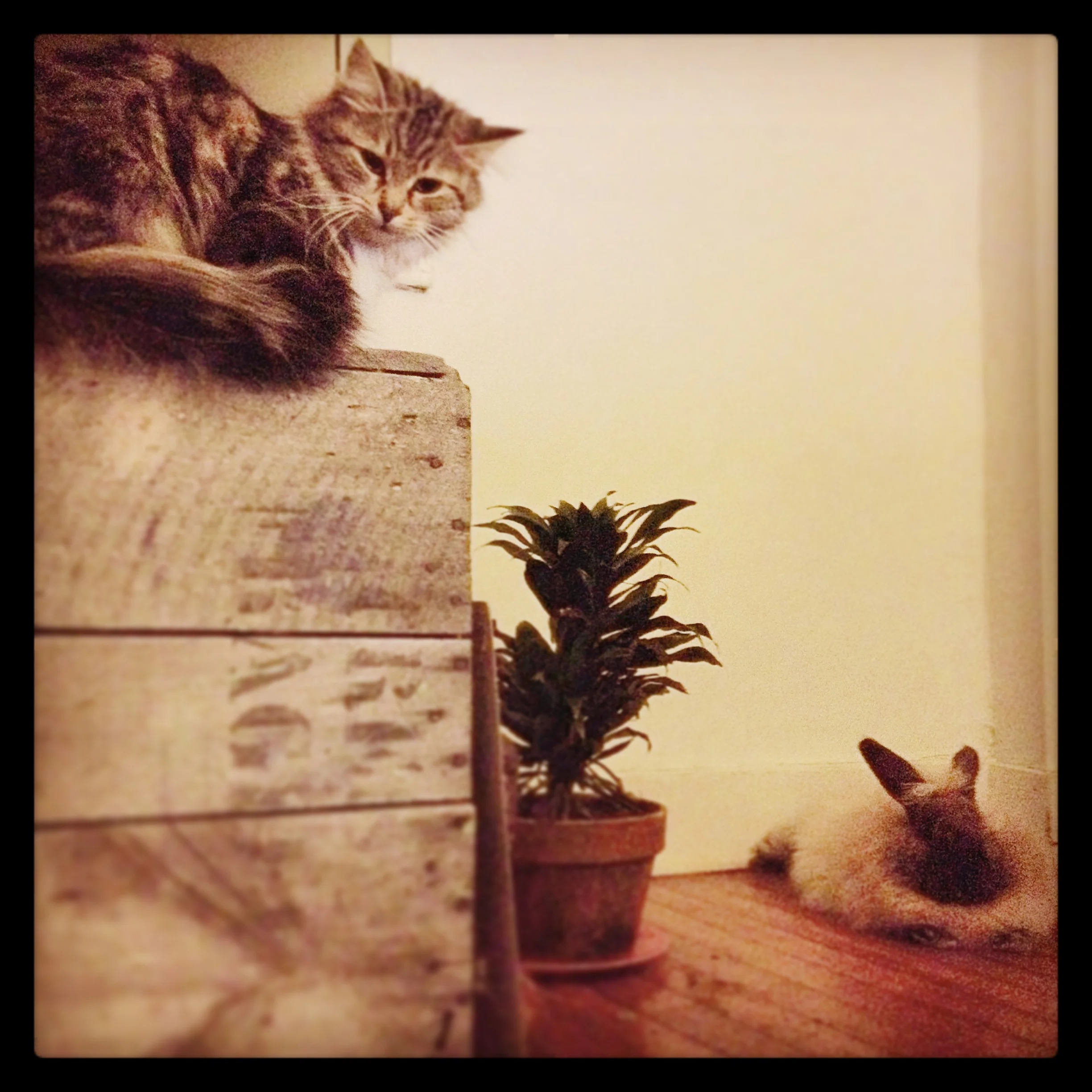 kimchi the cat & bunnito the rabbit