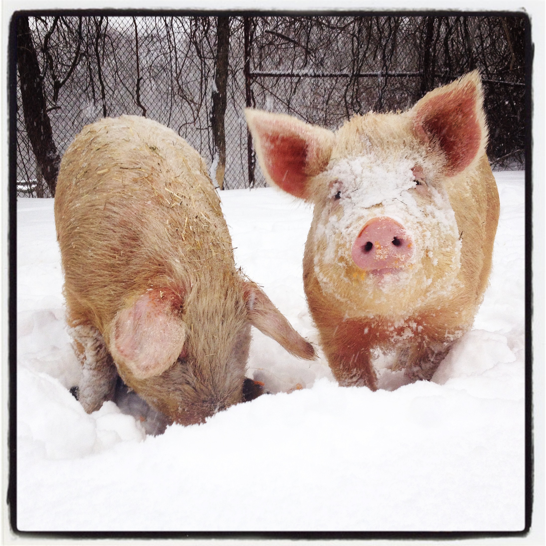  pigs in snow 