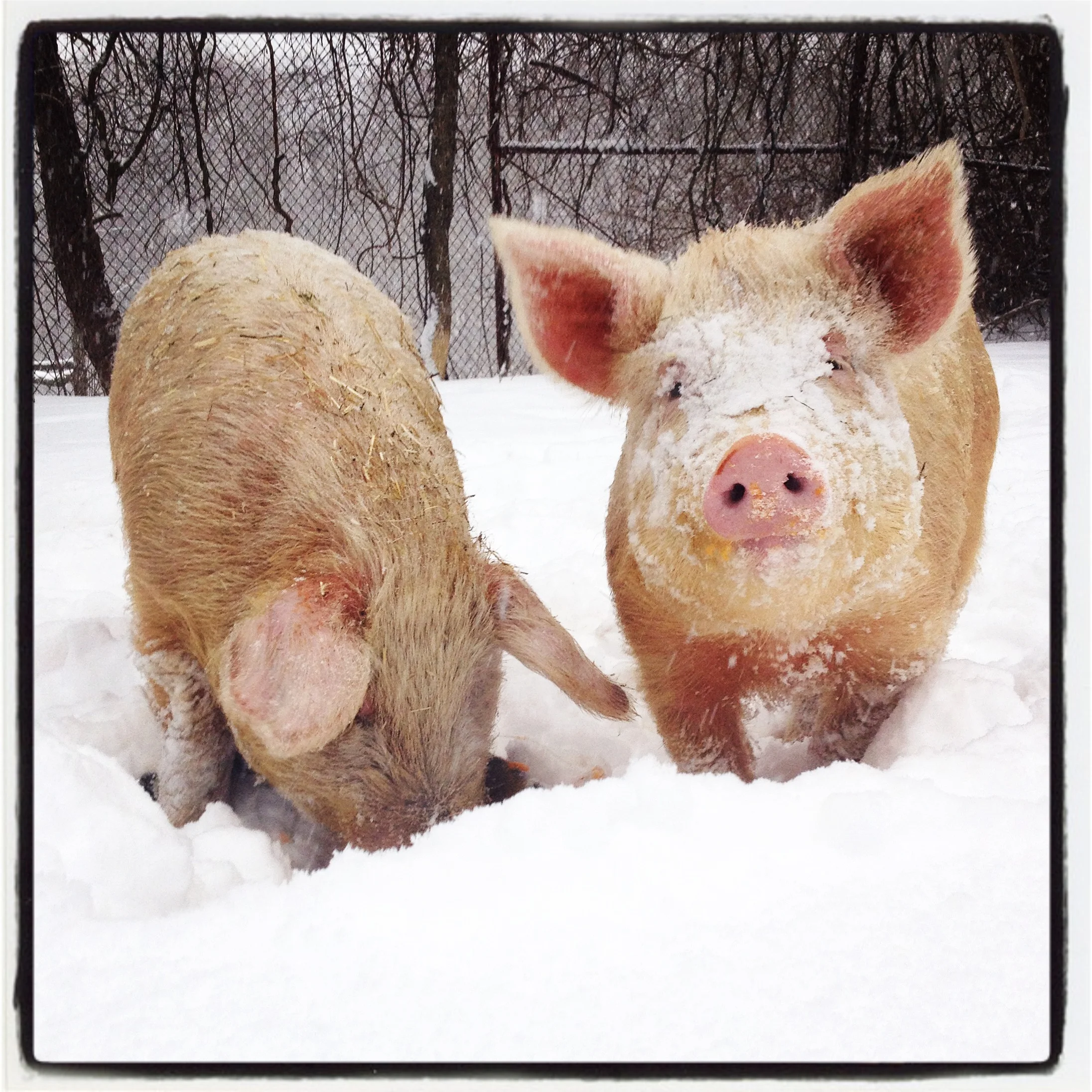 pigs in snow