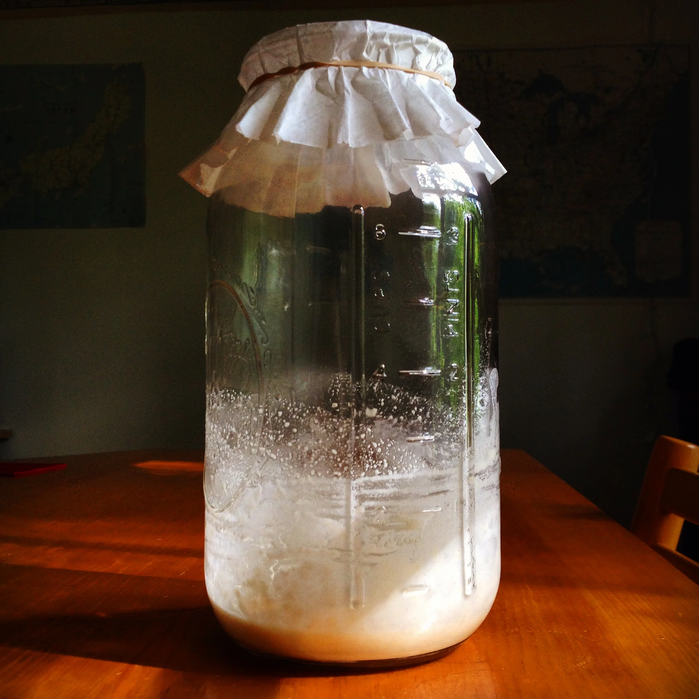 sourdough starter