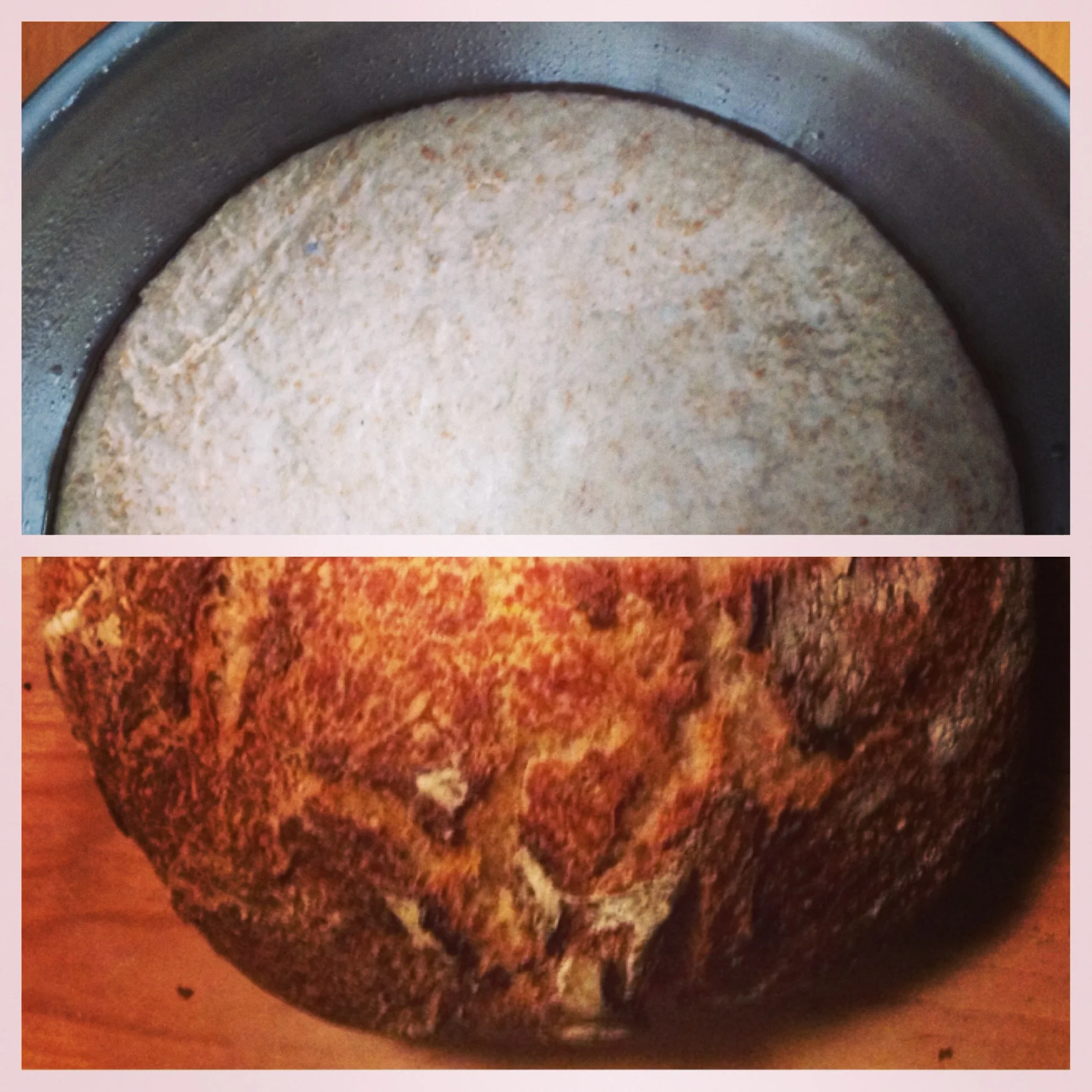 whole wheat sourdough starter/bread