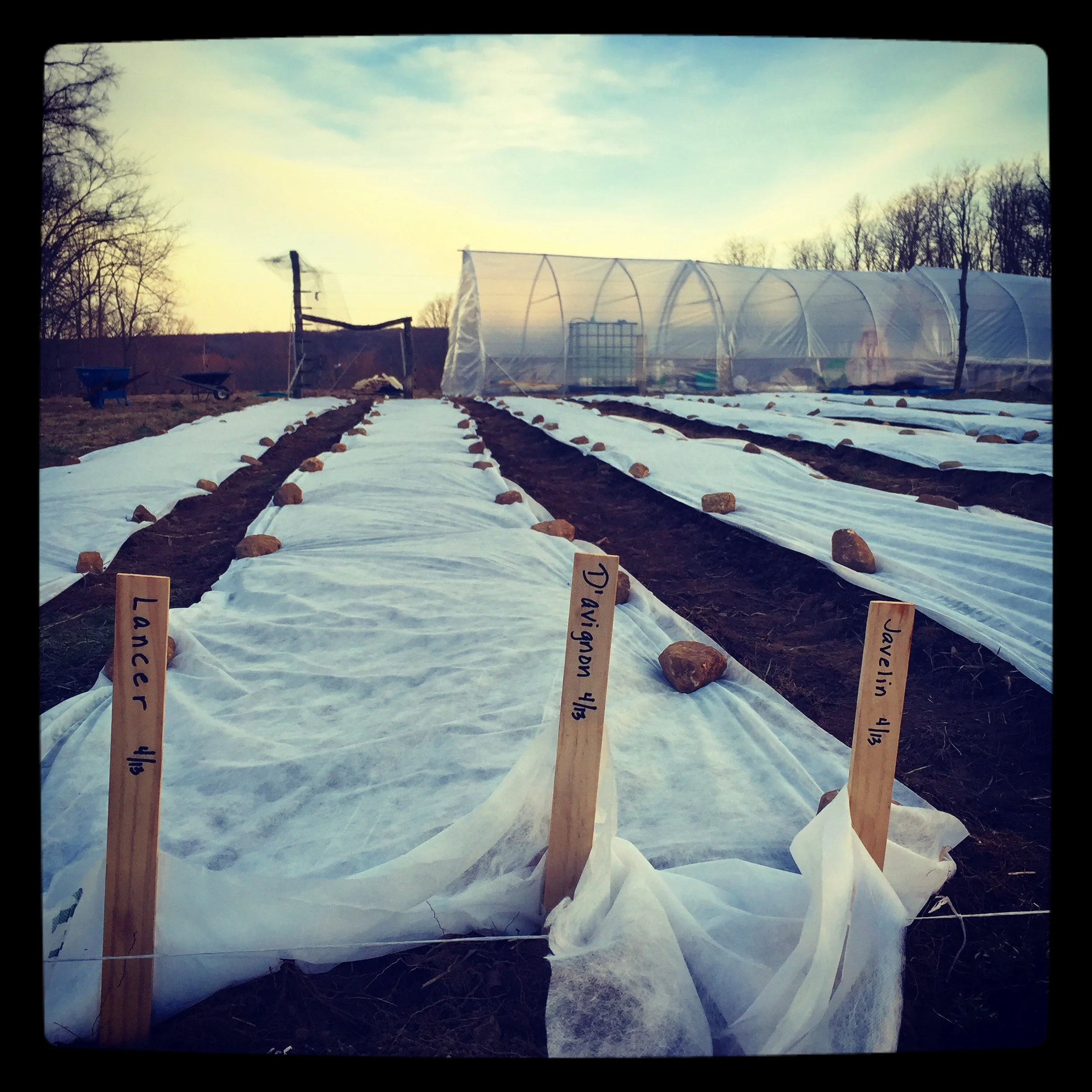 lancer javelin parsnips d'avignon radishes