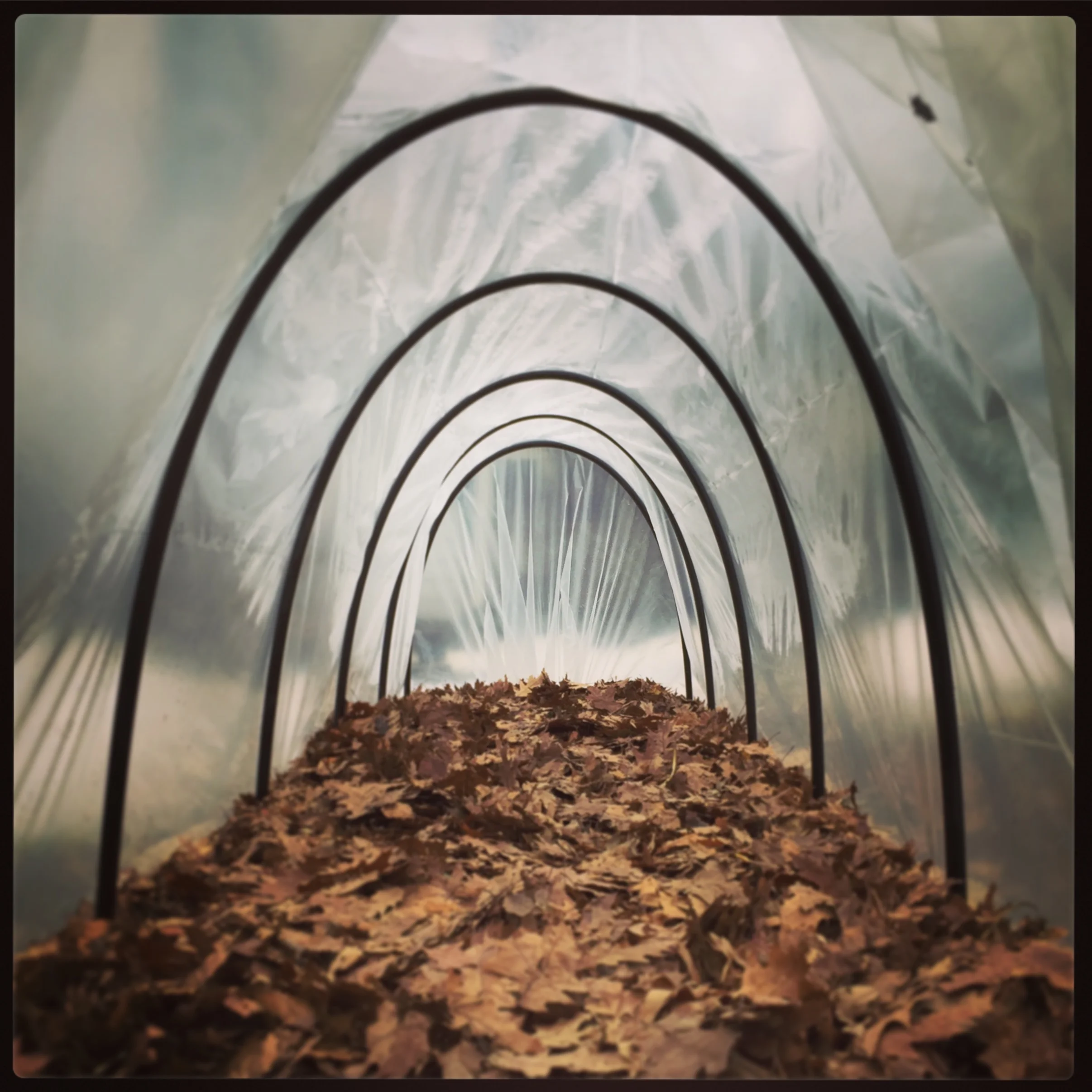 On a limited budget, Wilson designed and built two heated low tunnels so the seedlings could be kept outside.