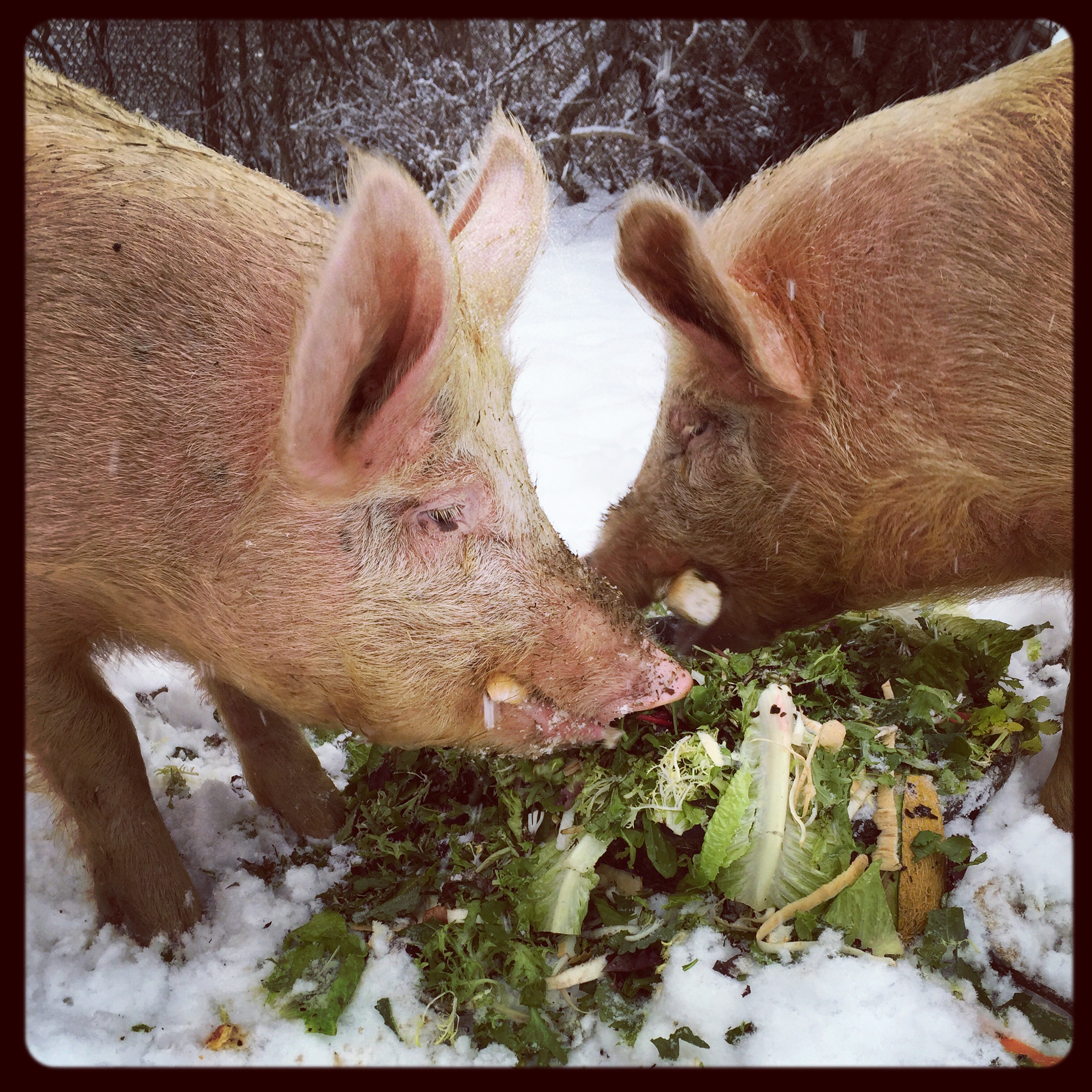  Thanks to the farm-to-table-to-farm program at Crabtree's Kittle House in&nbsp; Chappaqua, NY, our animals eat very well.  