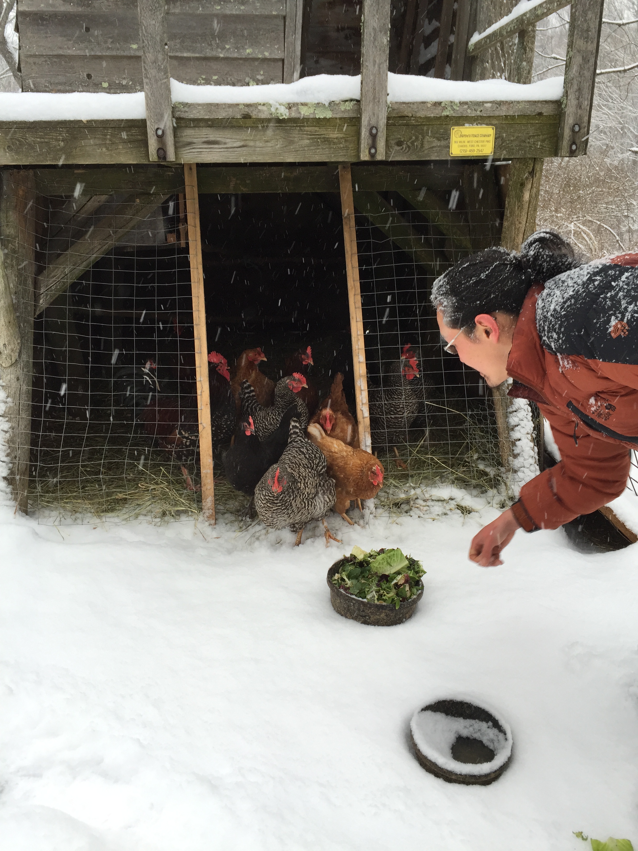  feeding the chickens 