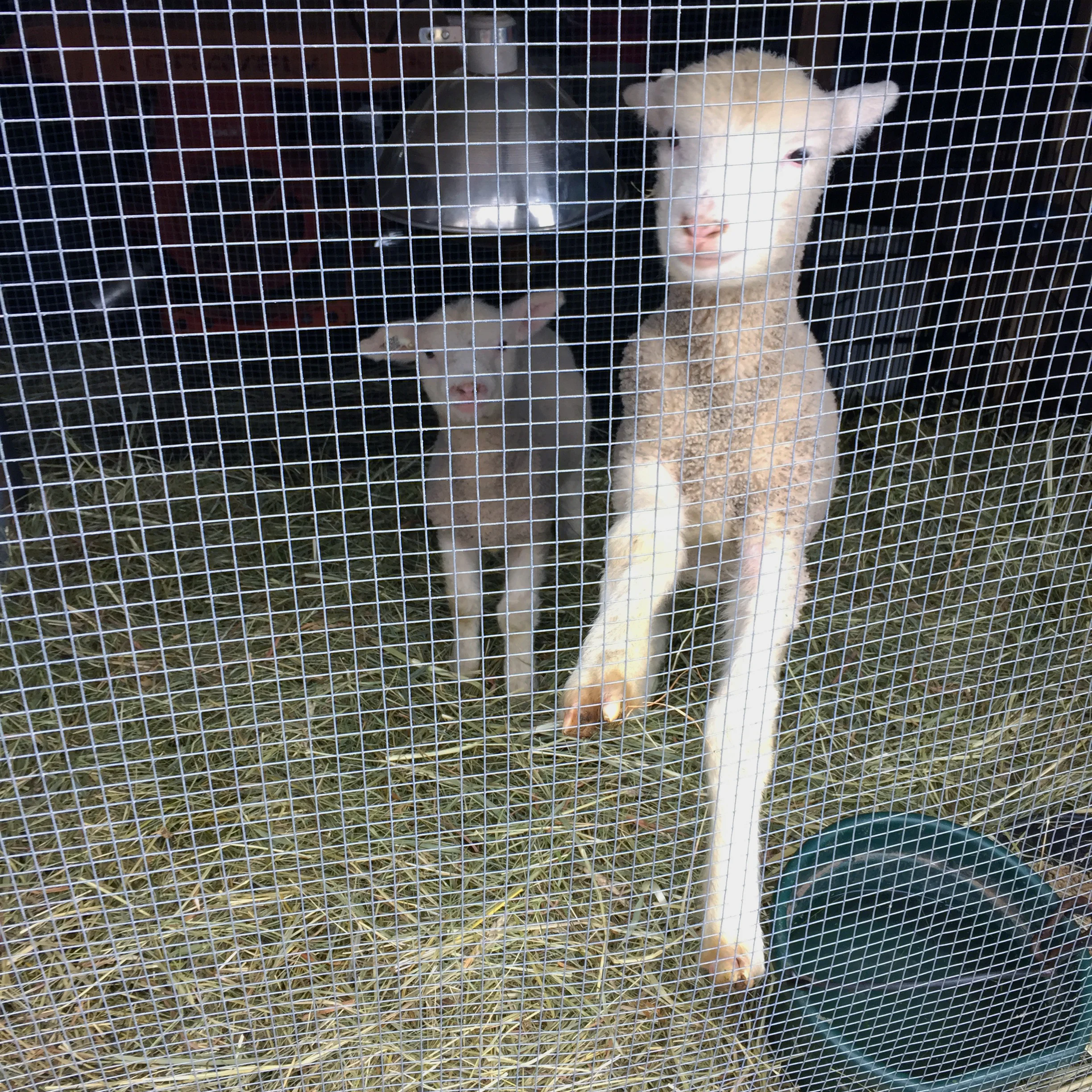 Our lambs have so much personality!