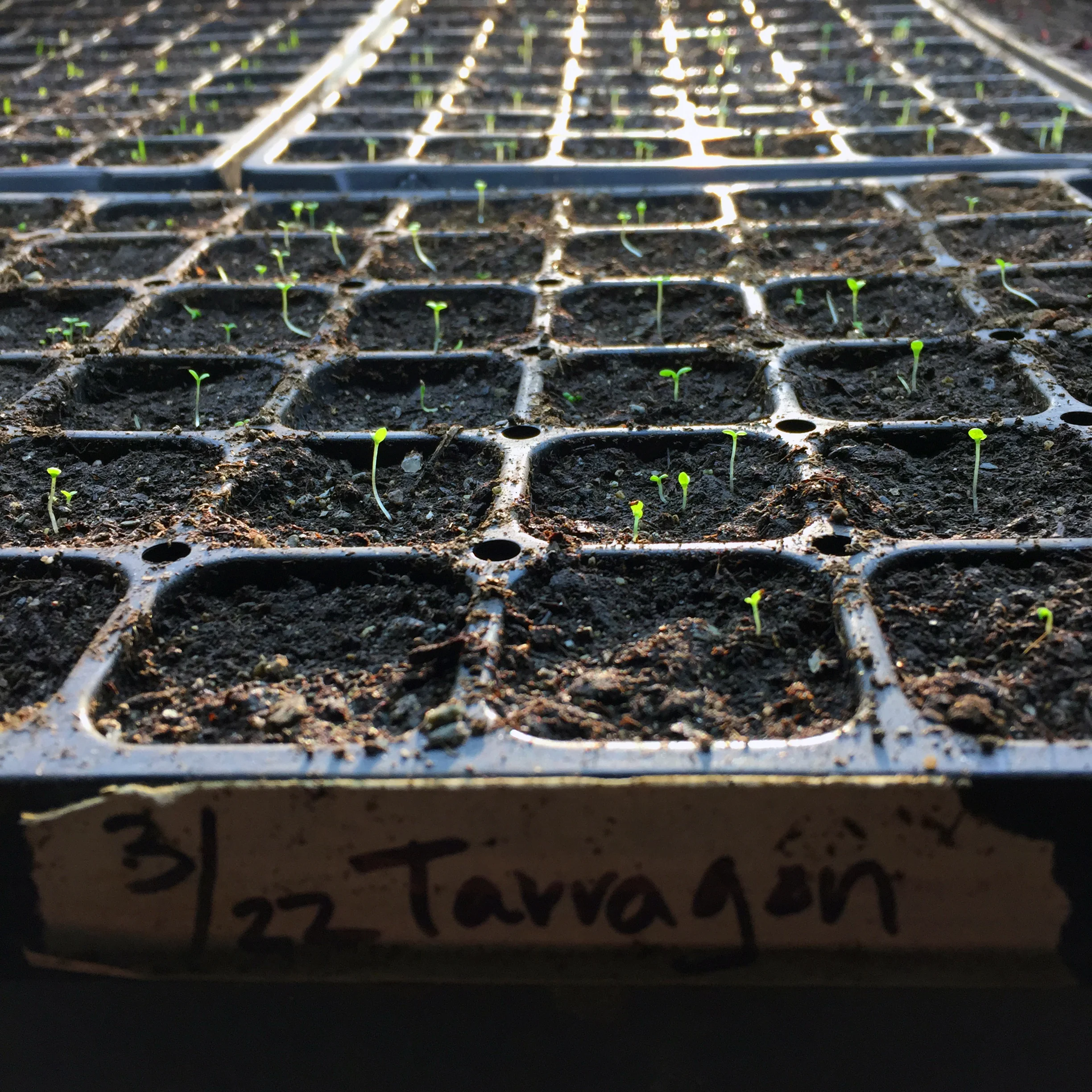 tarragon
