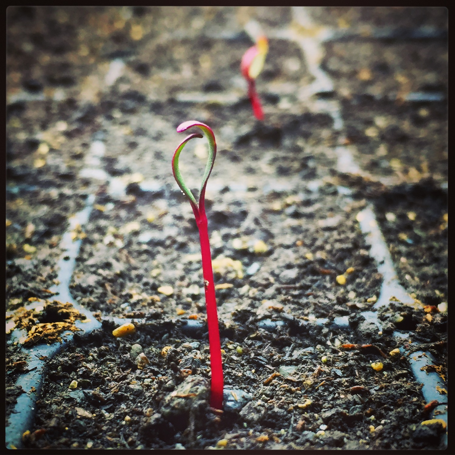  bulls blood beet sprout 