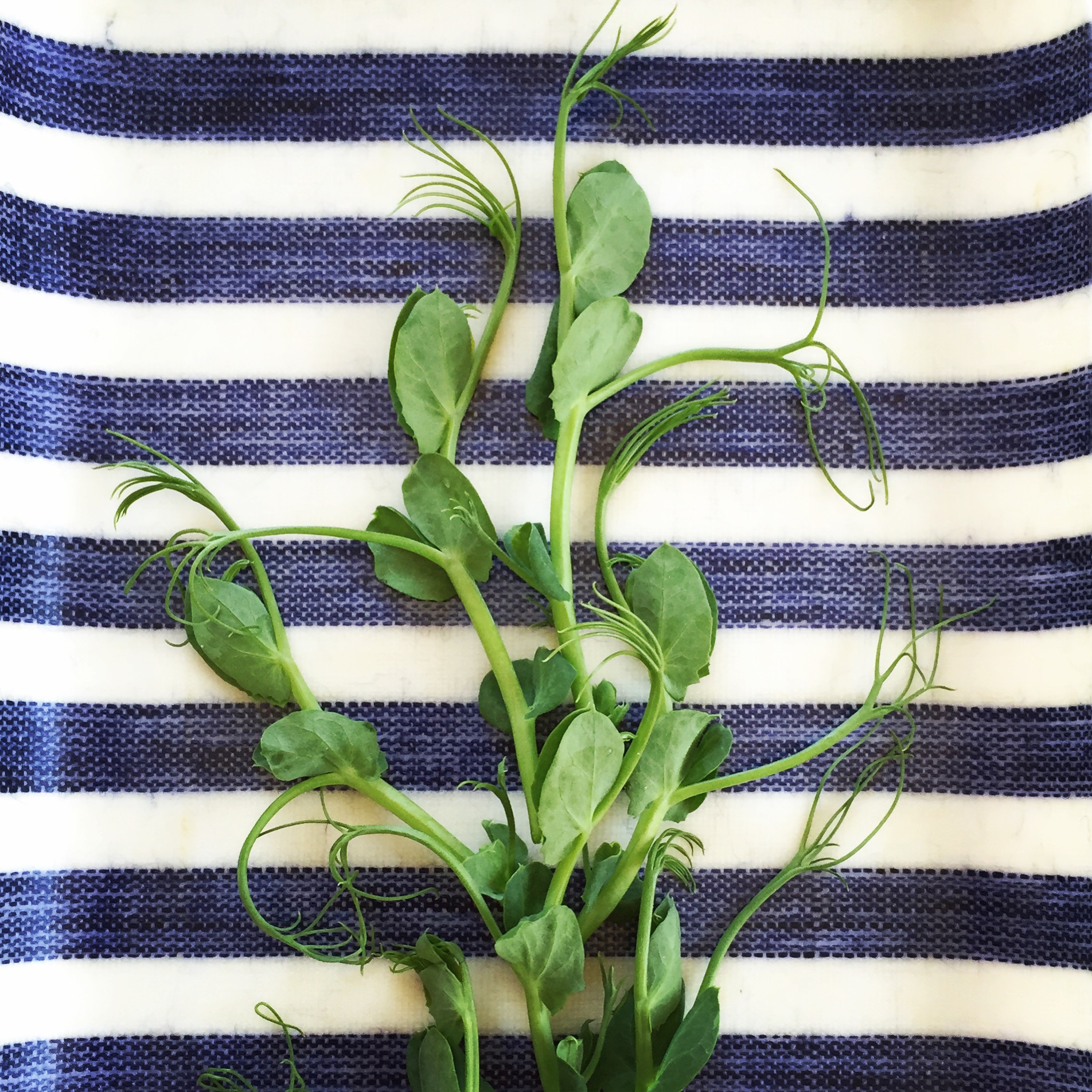  The first harvest of the year Pea shoots, they are so sweet! 