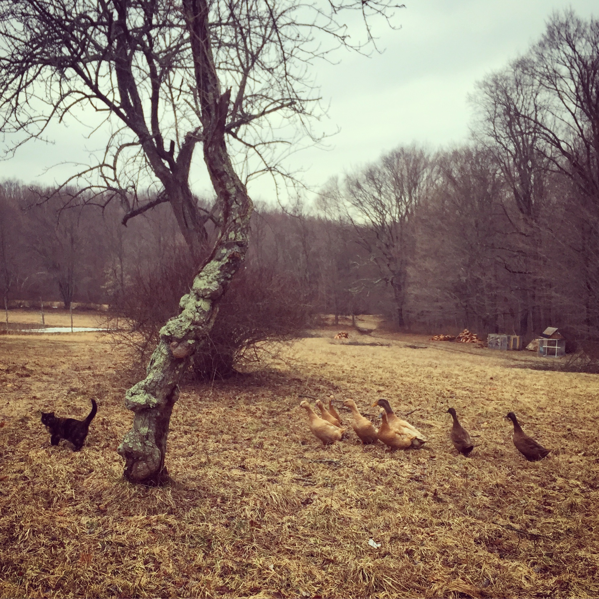 The ducks like to follow Maya around the yard!