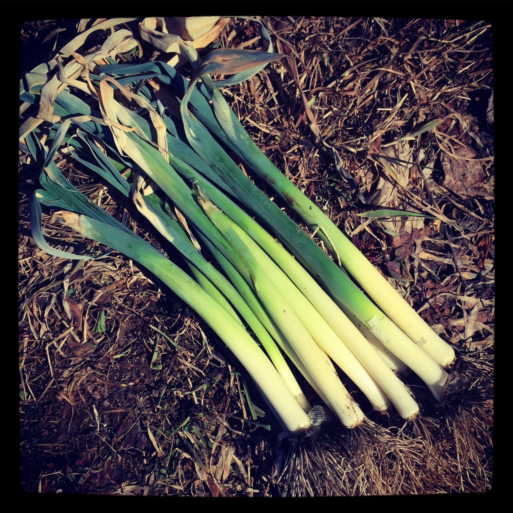  Overwintered leeks that are so sweet! 
