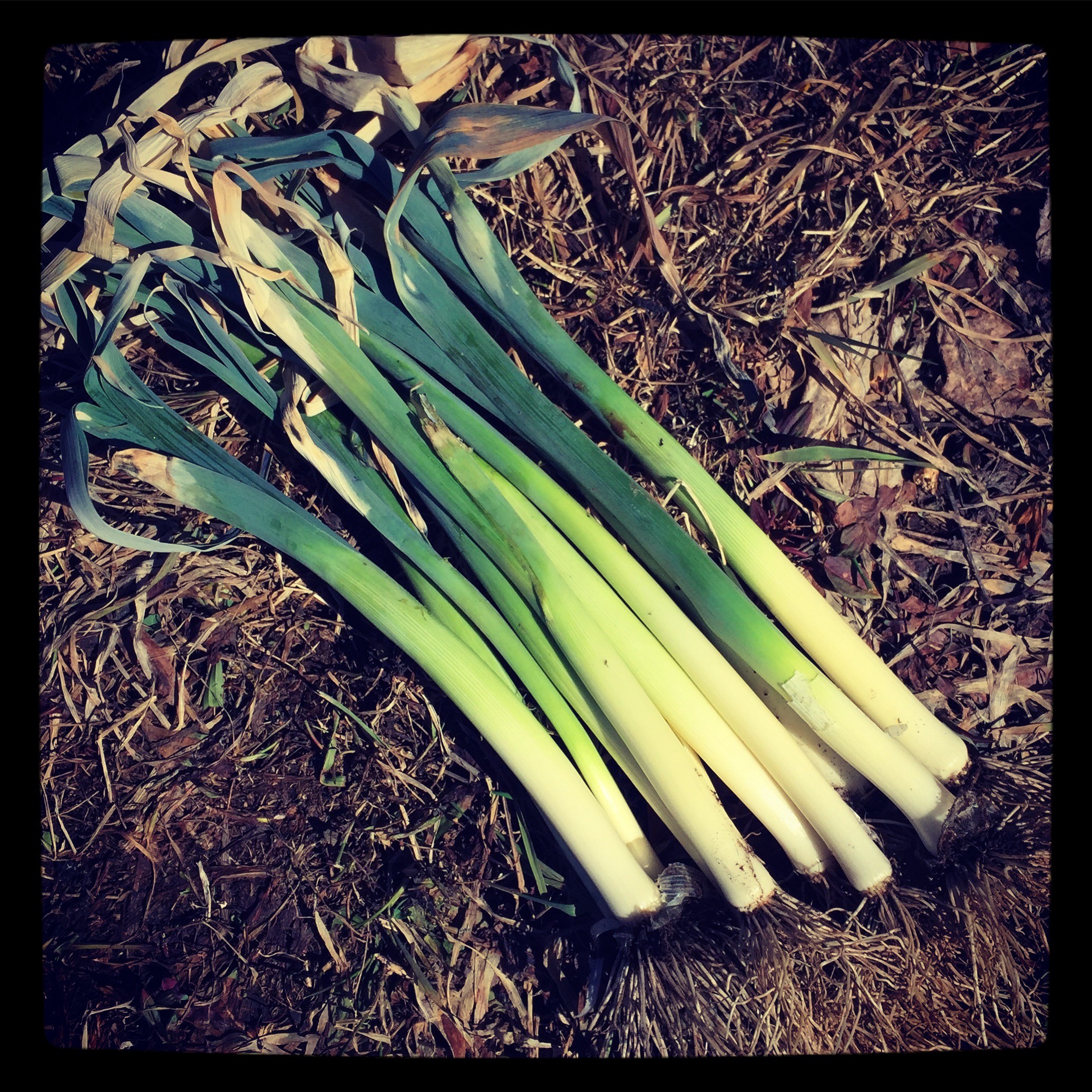 Overwintered leeks that are so sweet!