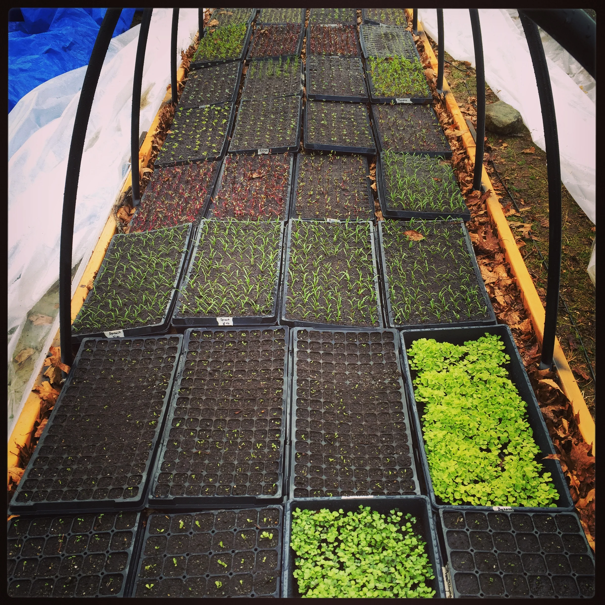 seedlings